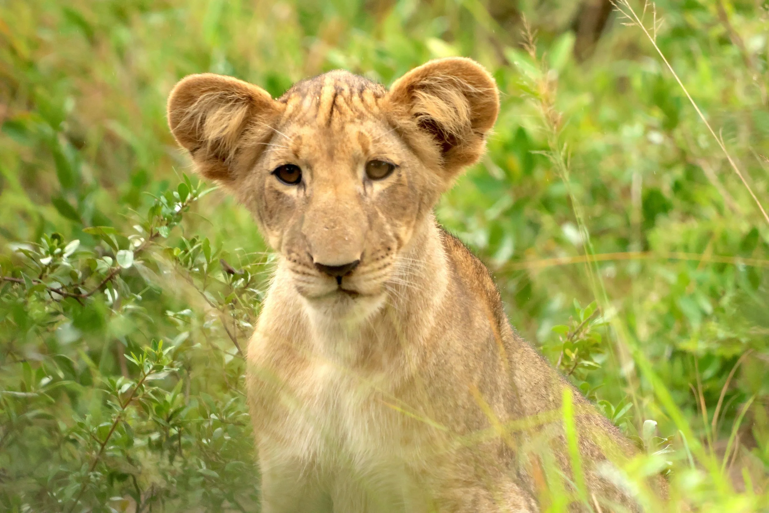 Lion TEP 2.JPG