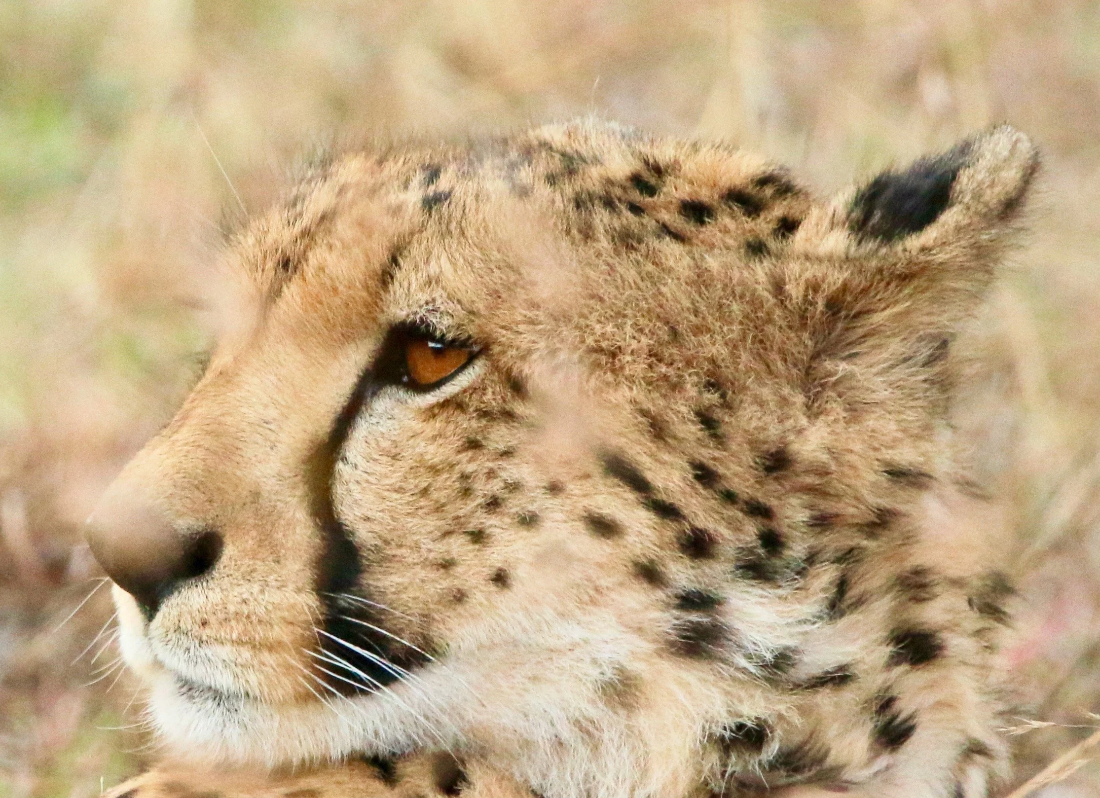 Cheetah, South Africa