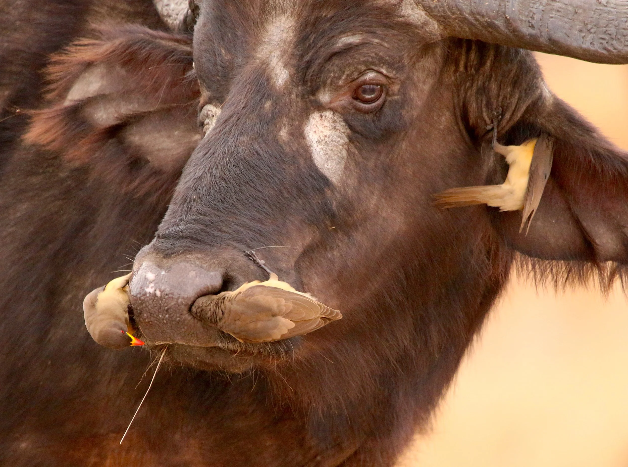 African (Cape) buffalo with yellow-billed oxpeckers, South Africa