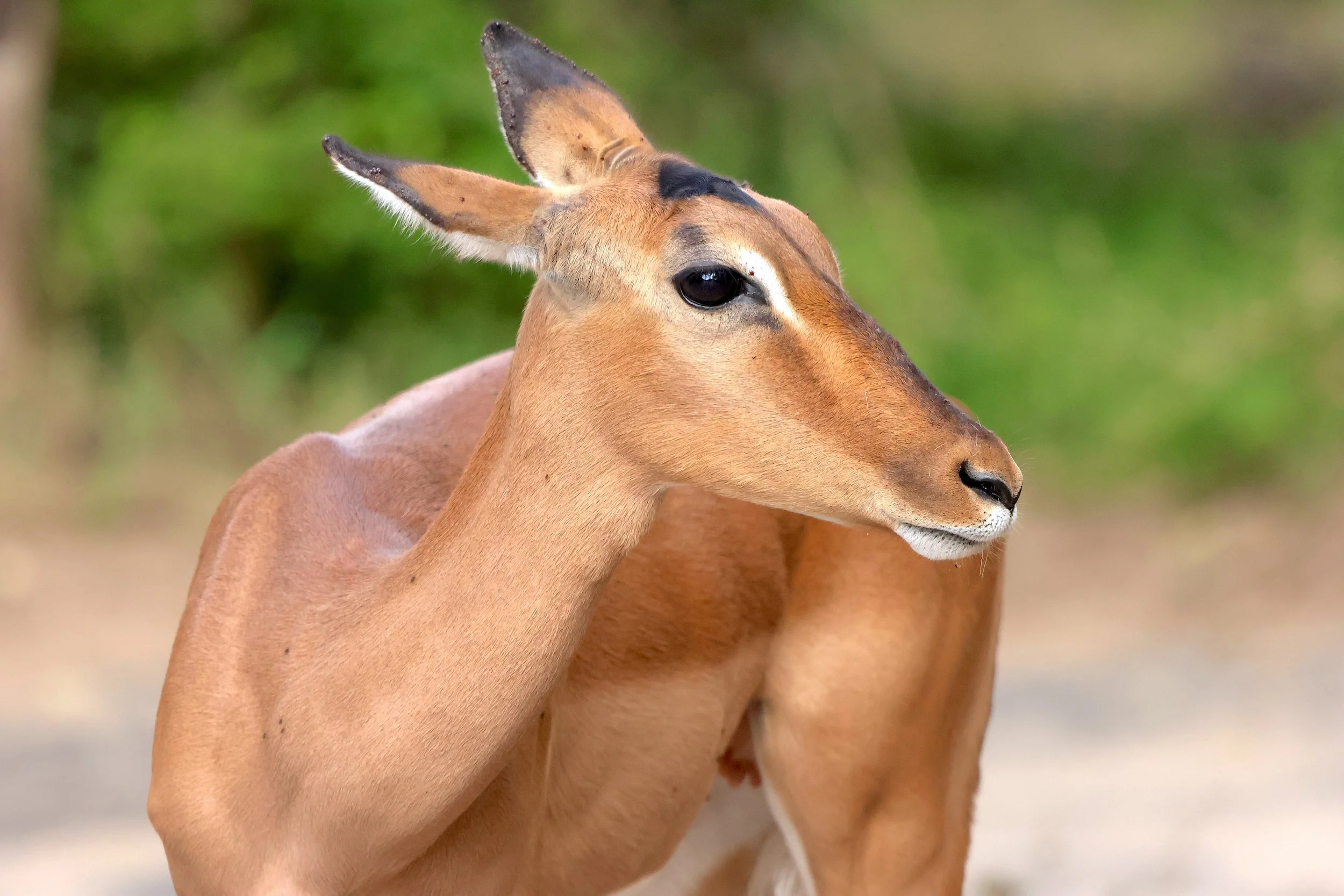 Impala 3.JPG
