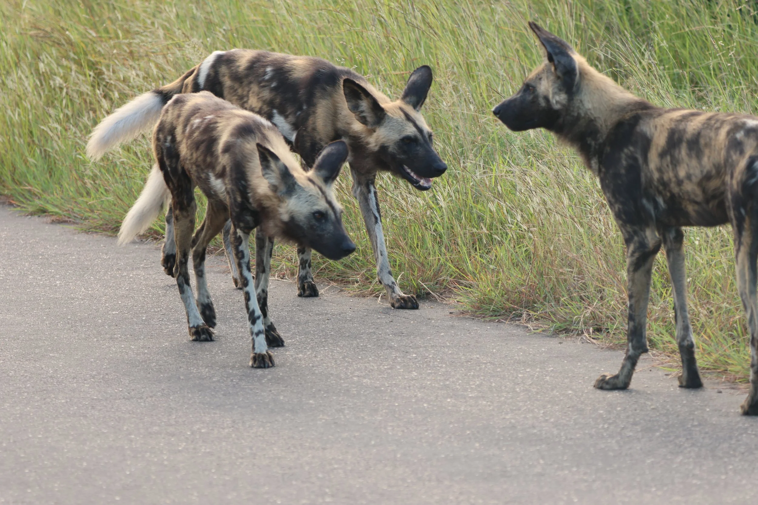 Wild dog KNP 1.JPG