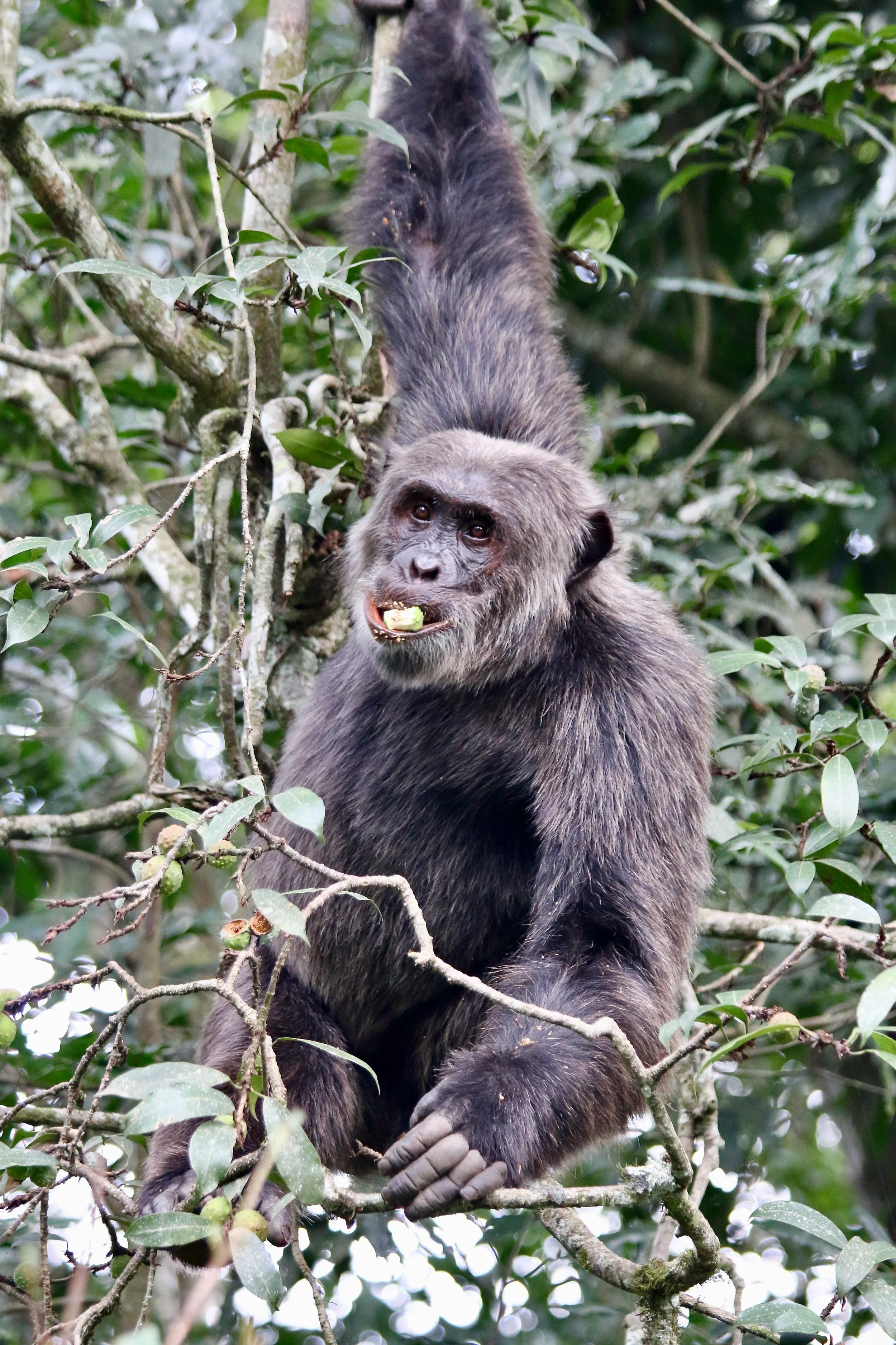 Chimpanzee