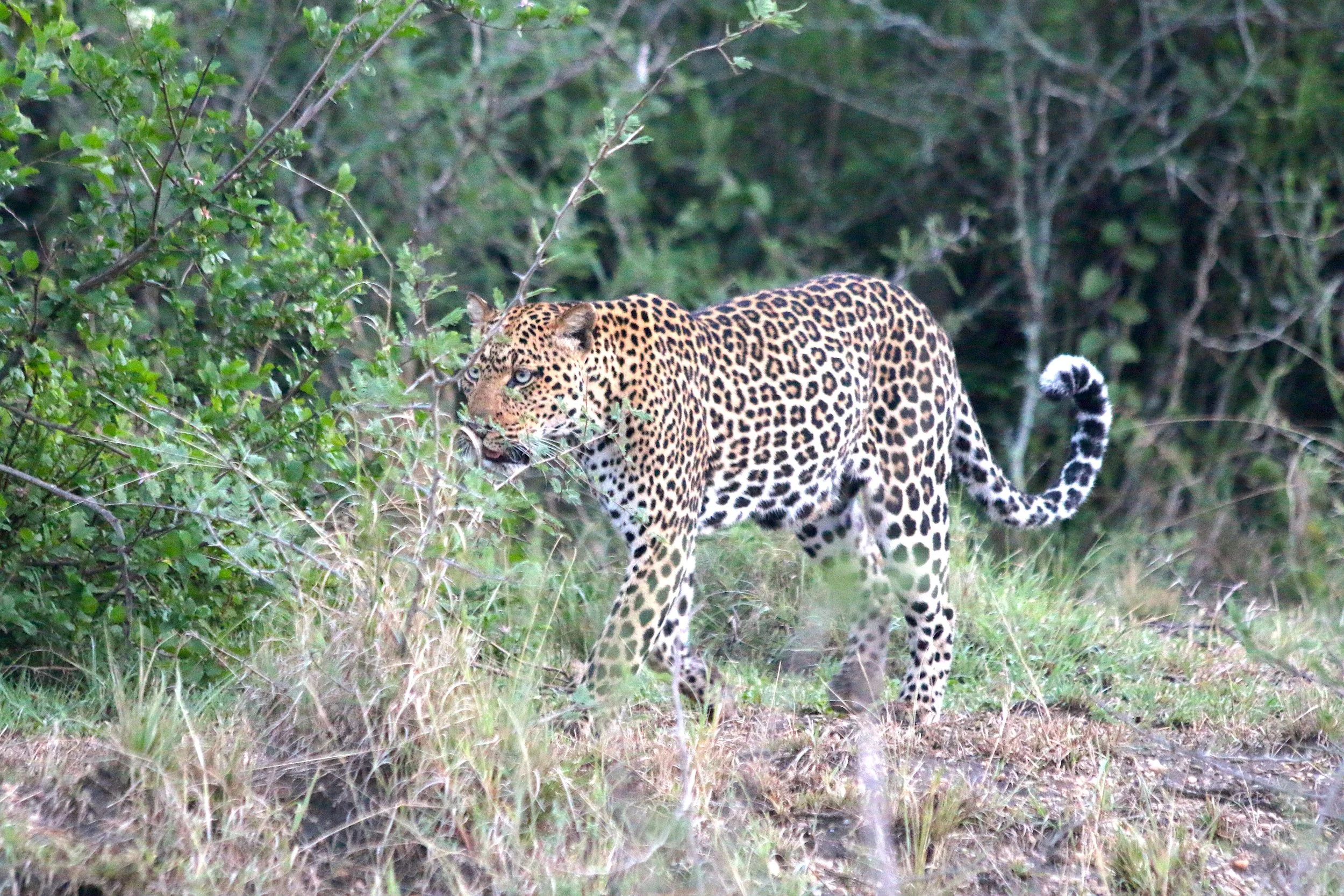 Leopard, Uganda
