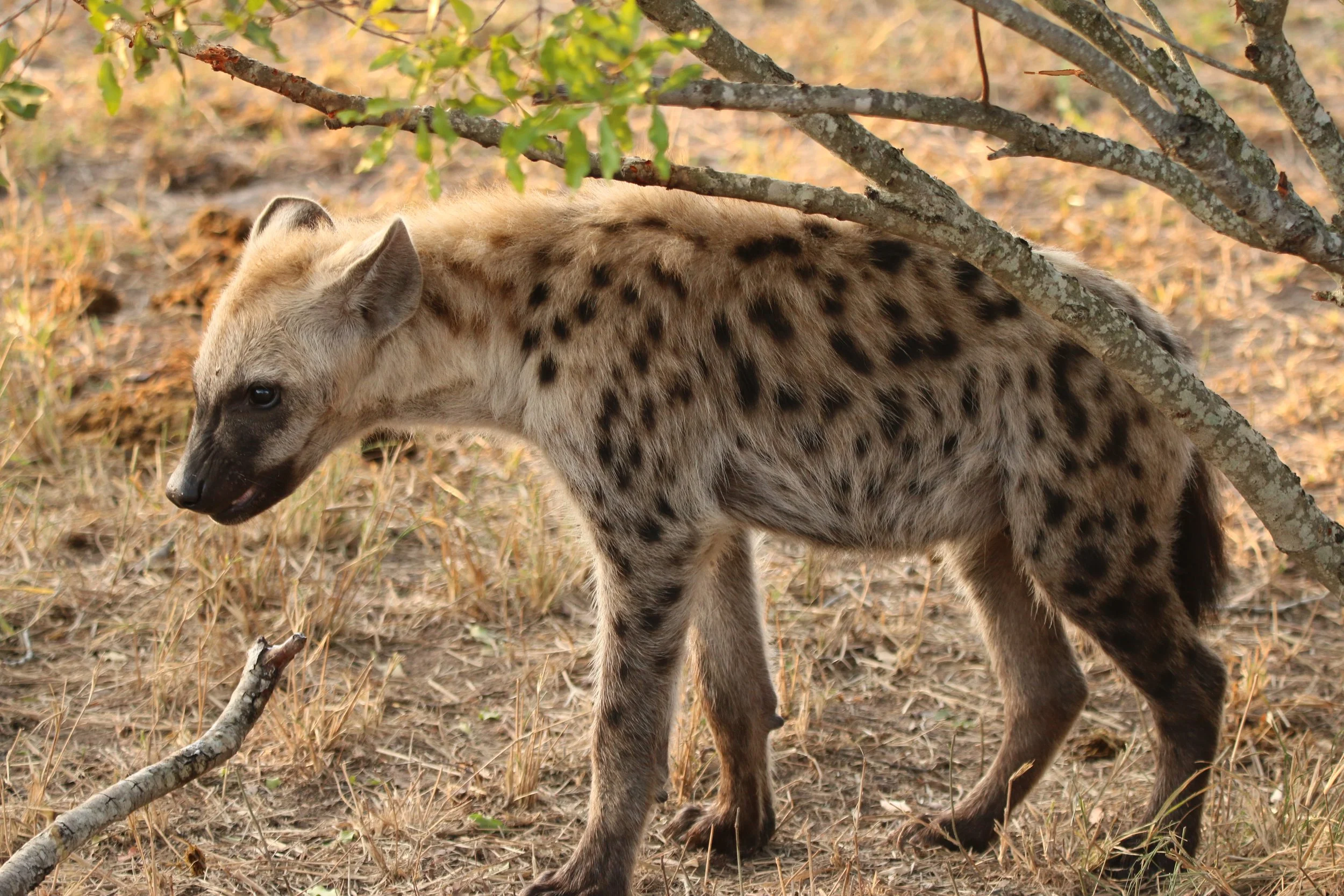 Spotted hyena, South Africa 