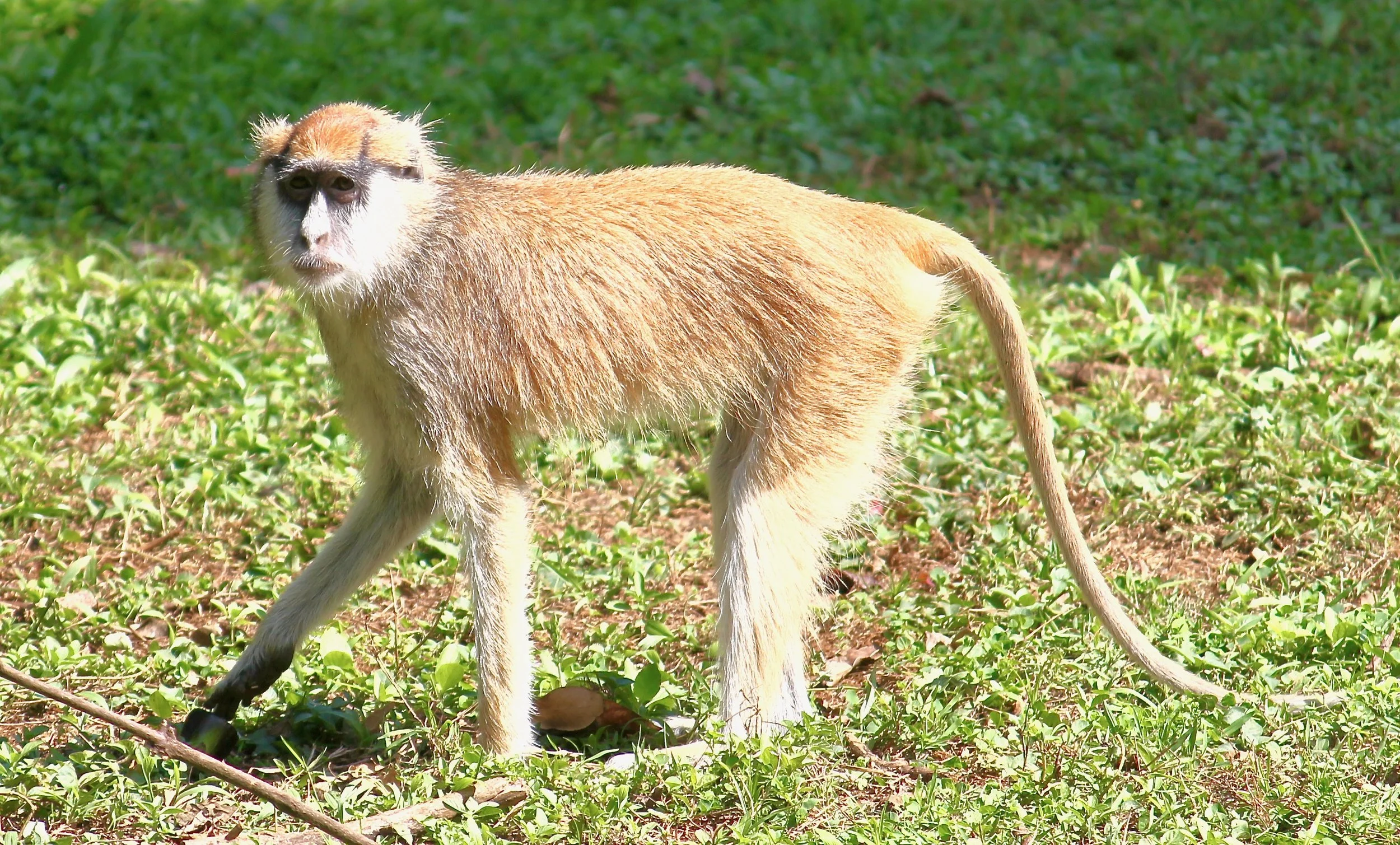 Patas monkey