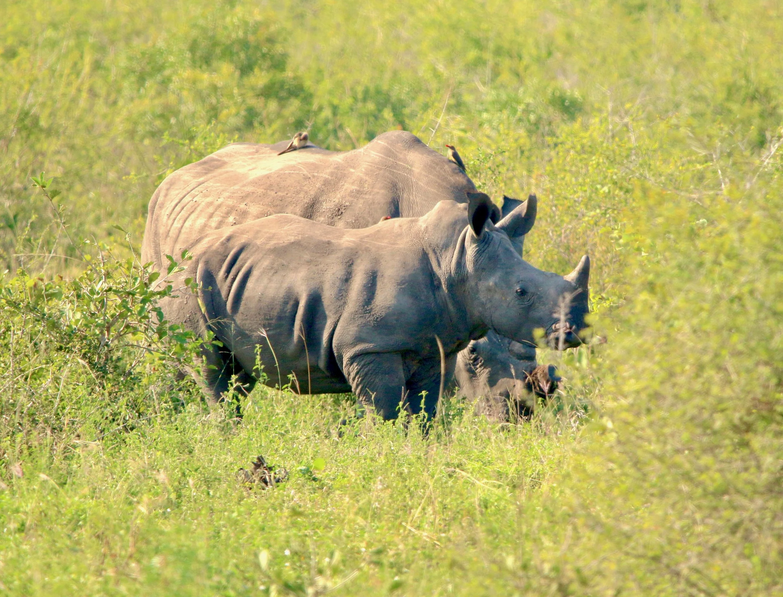Rhino, South Africa
