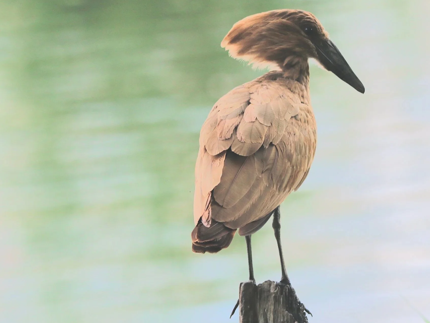Hamerkop, South Africa