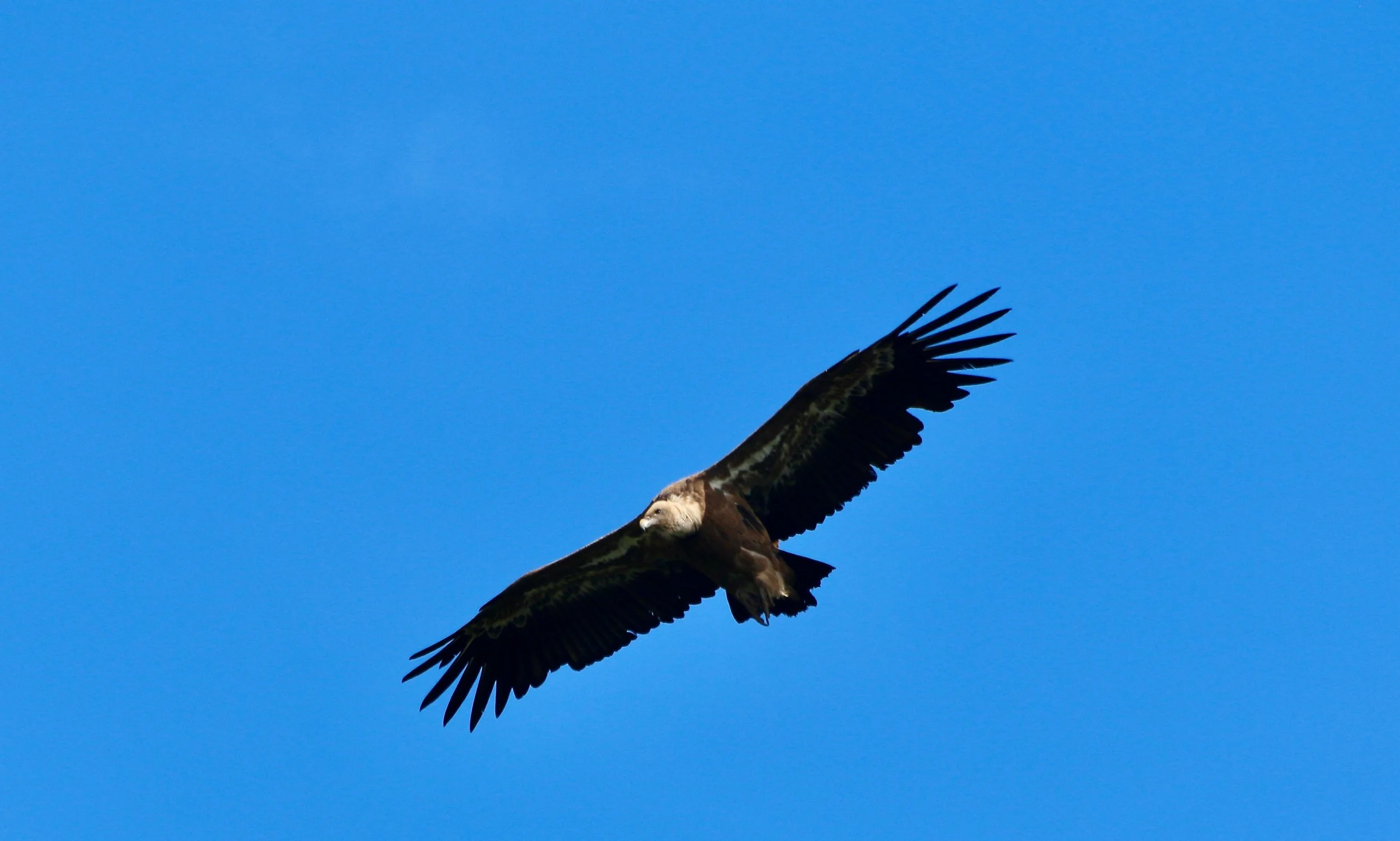 Griffon vulture, France