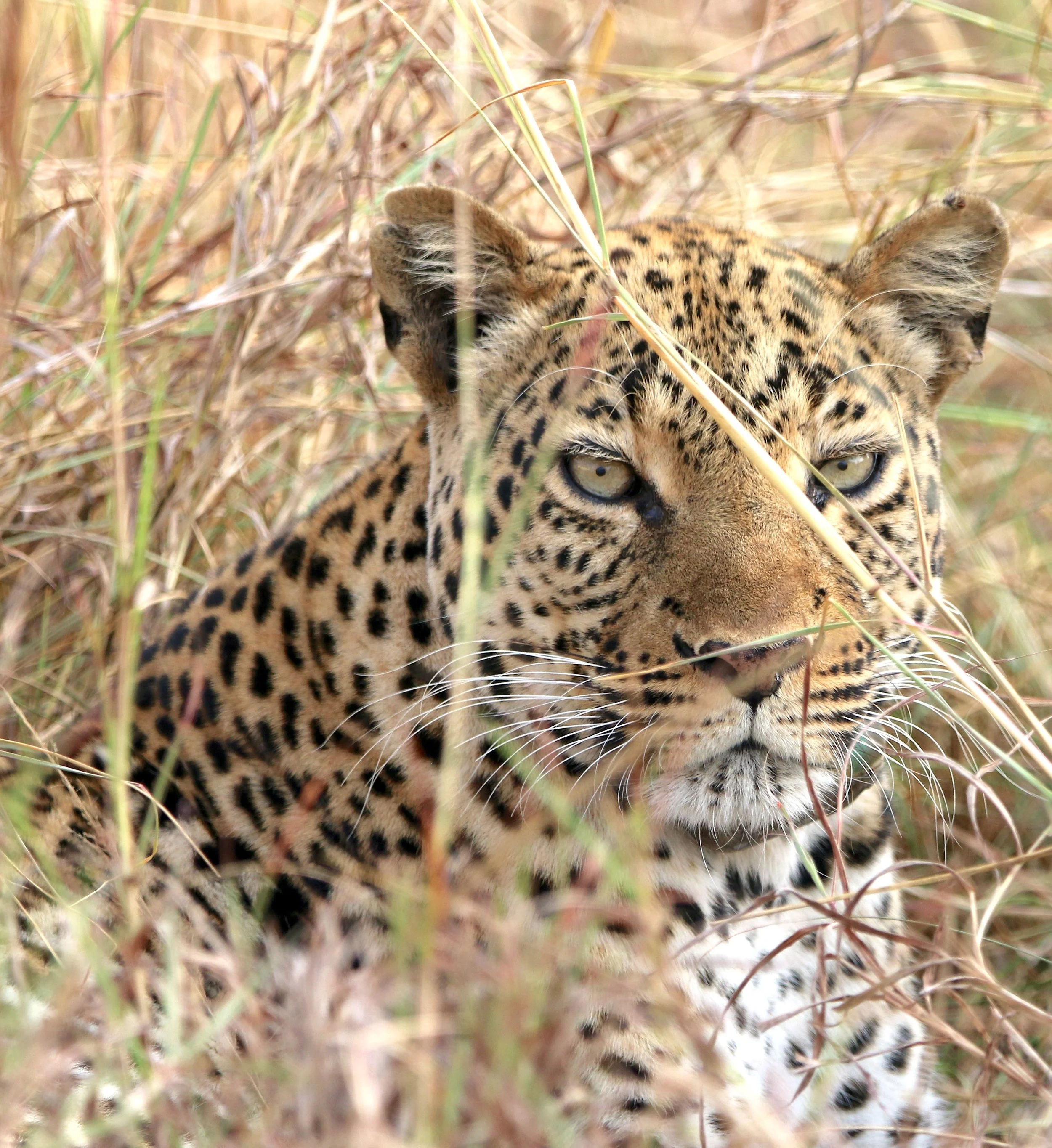 Leopard, Uganda