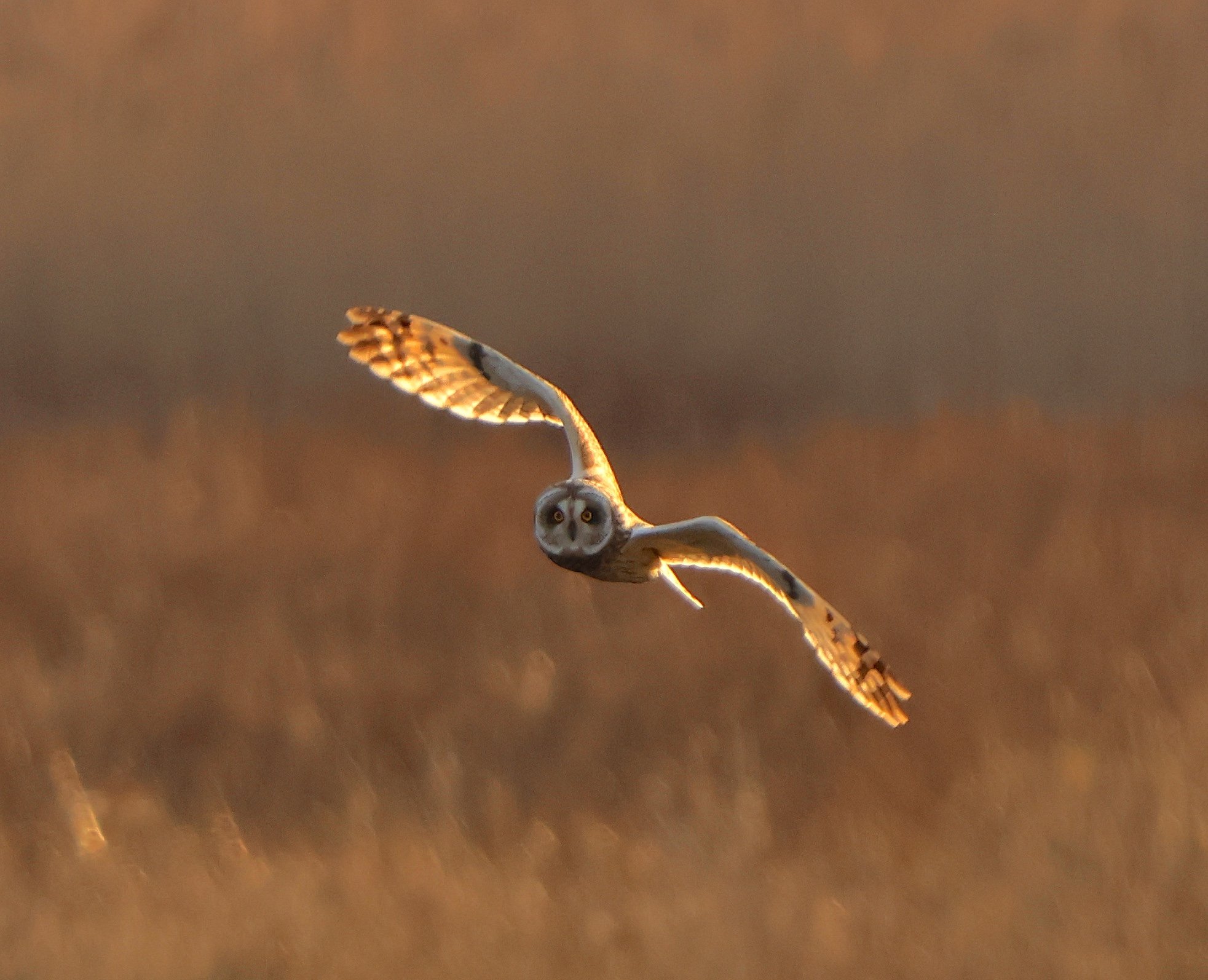 Short-eared owl, Dee estuary