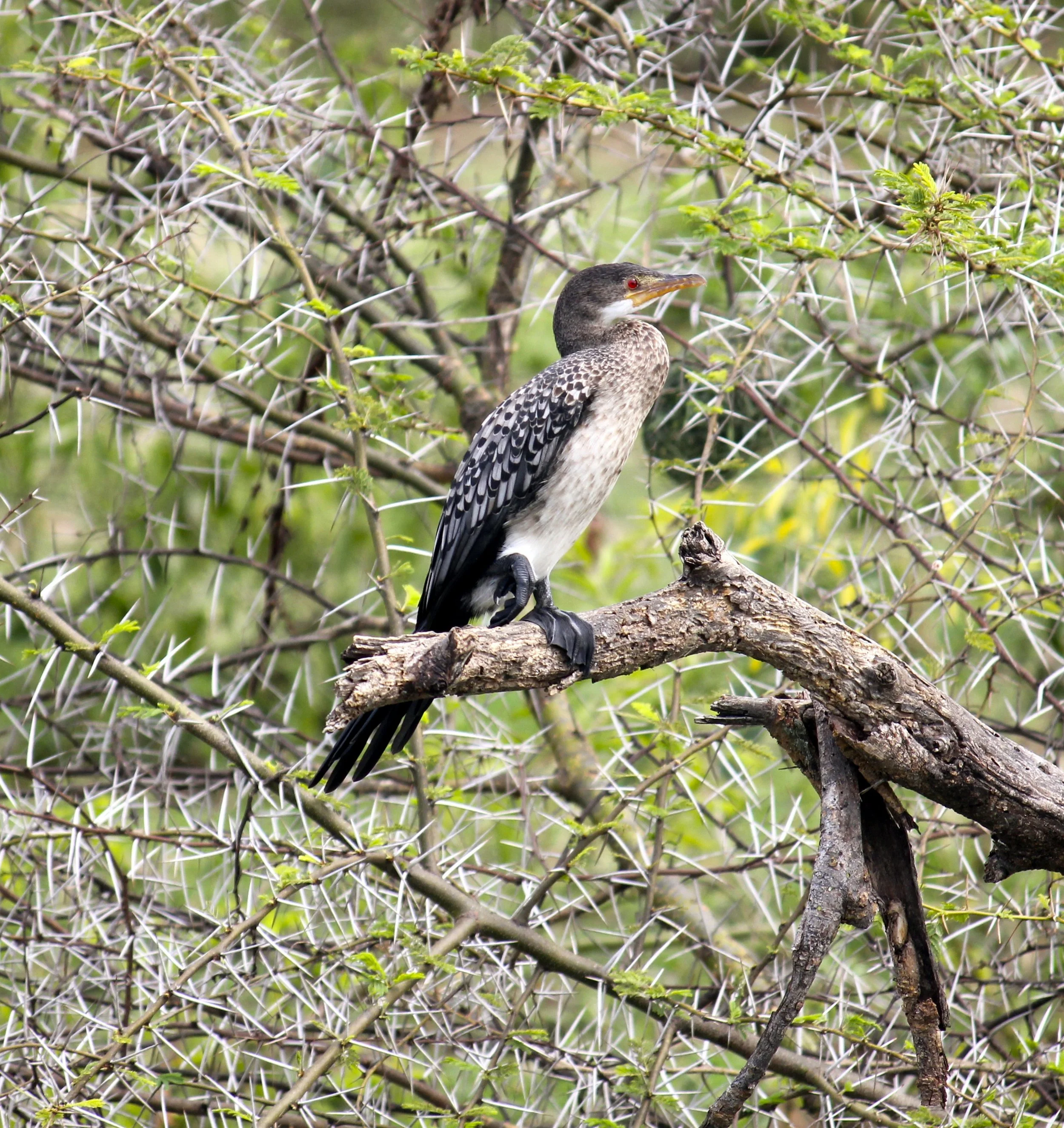 Reed/long-tailed cormorant (?), Uganda