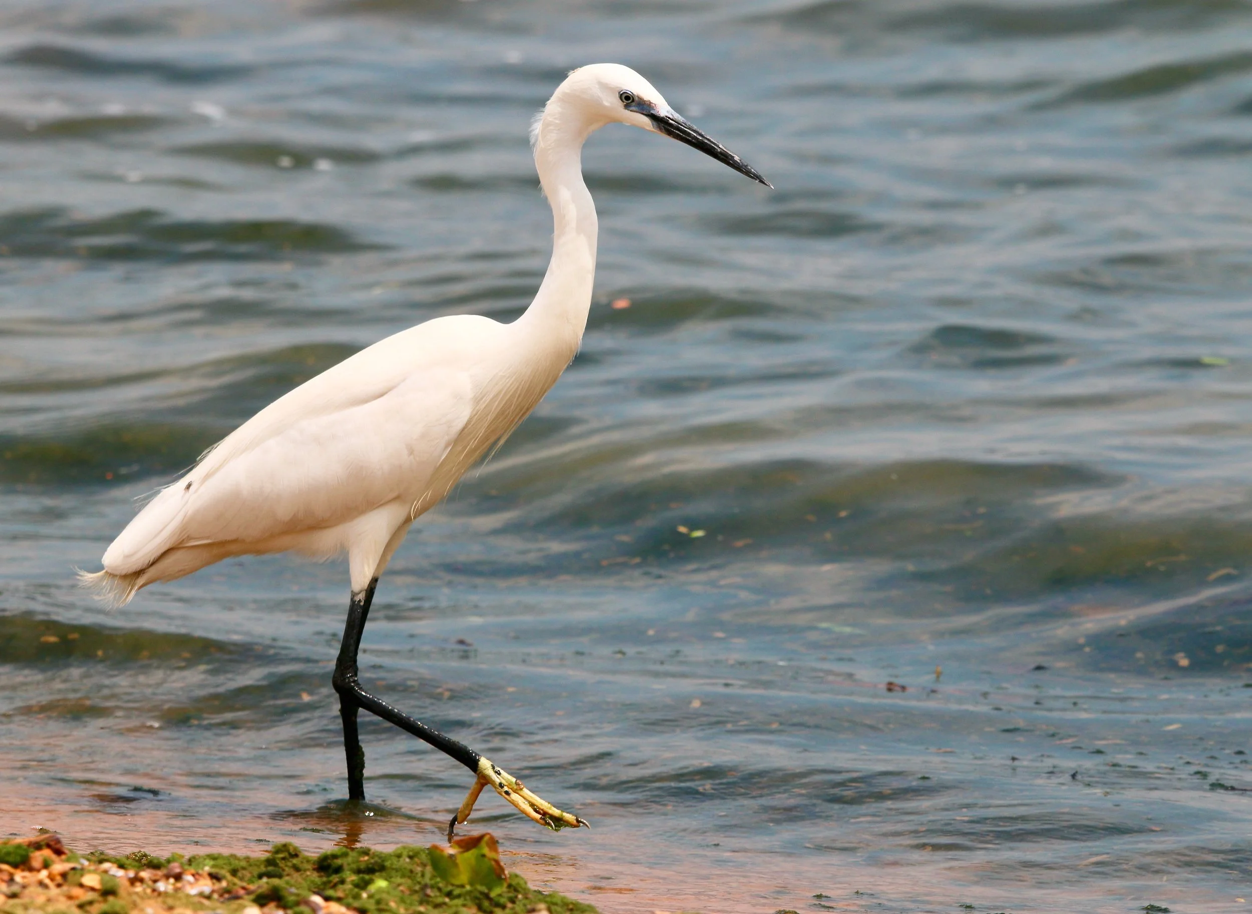 Little egret, Uganda