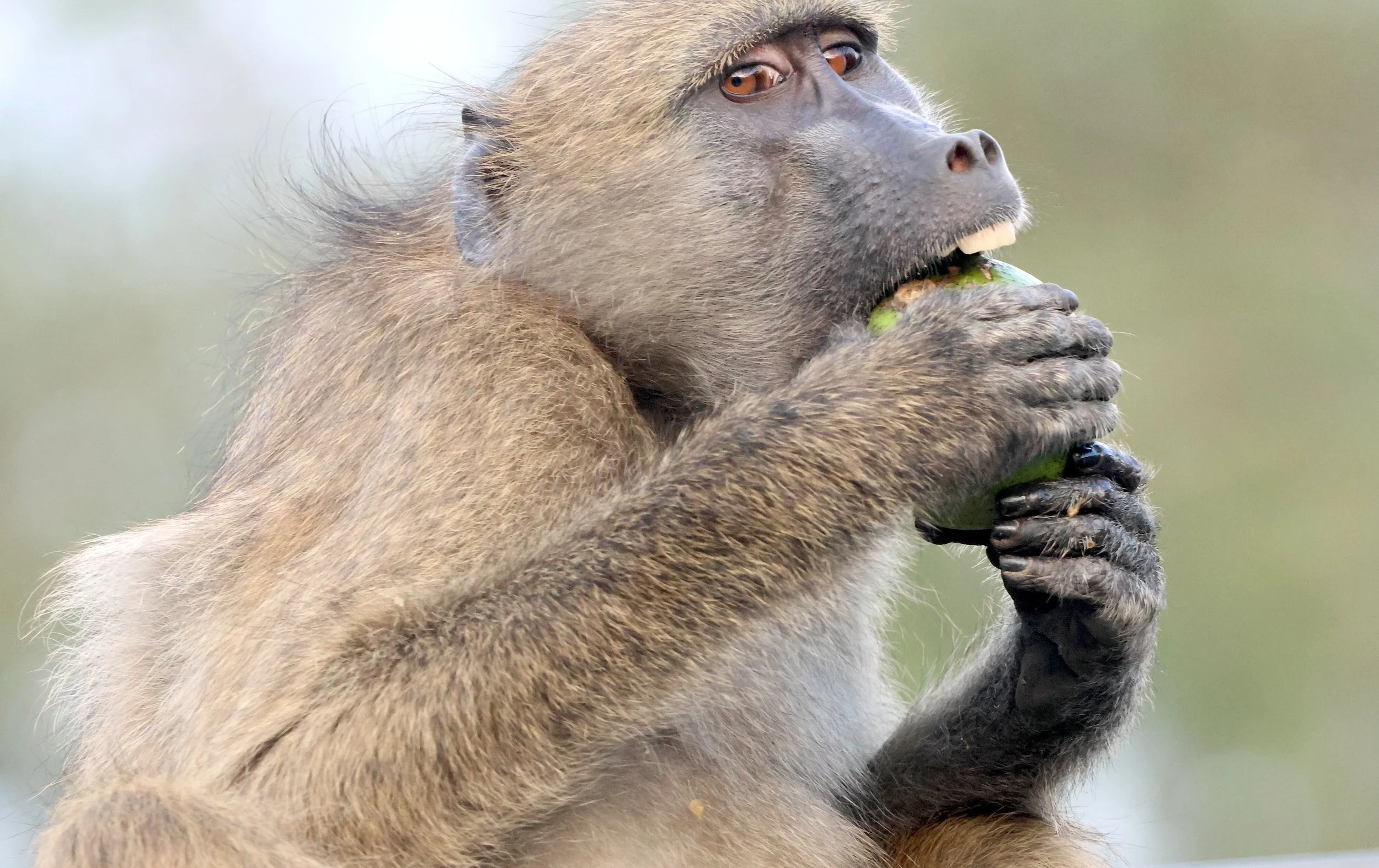 Baboon