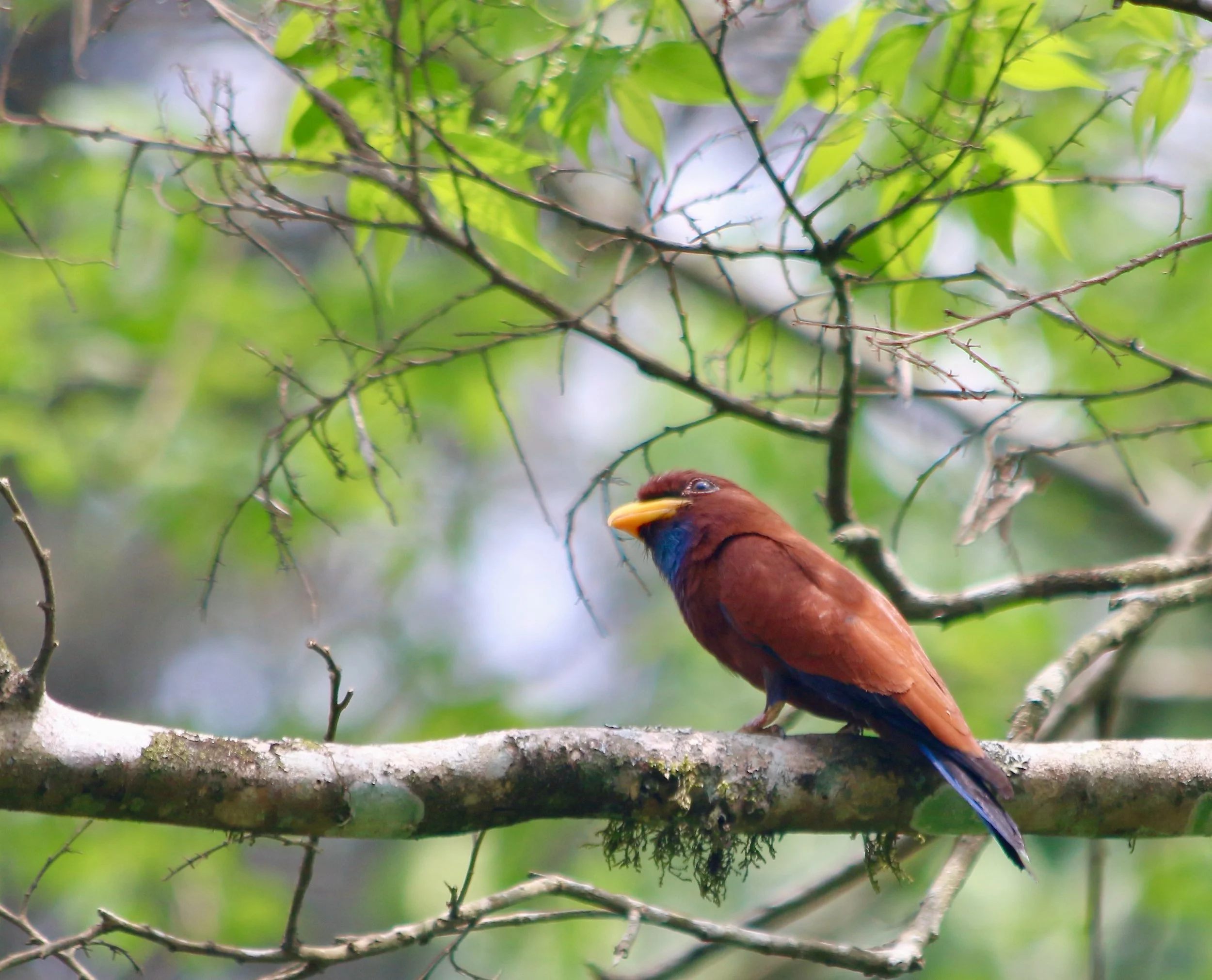 Blue-throated roller, Uganda