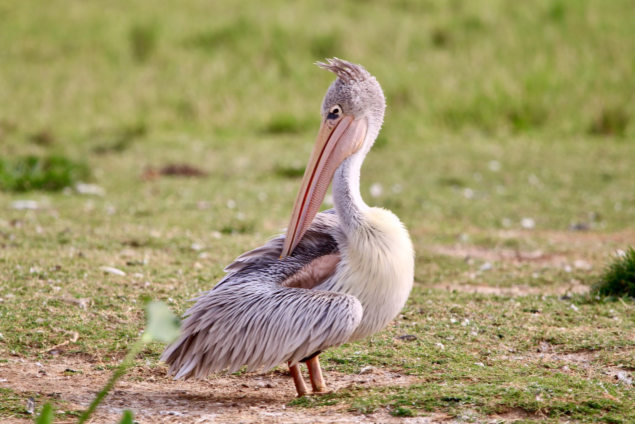 Pink-backed pelican, Uganda