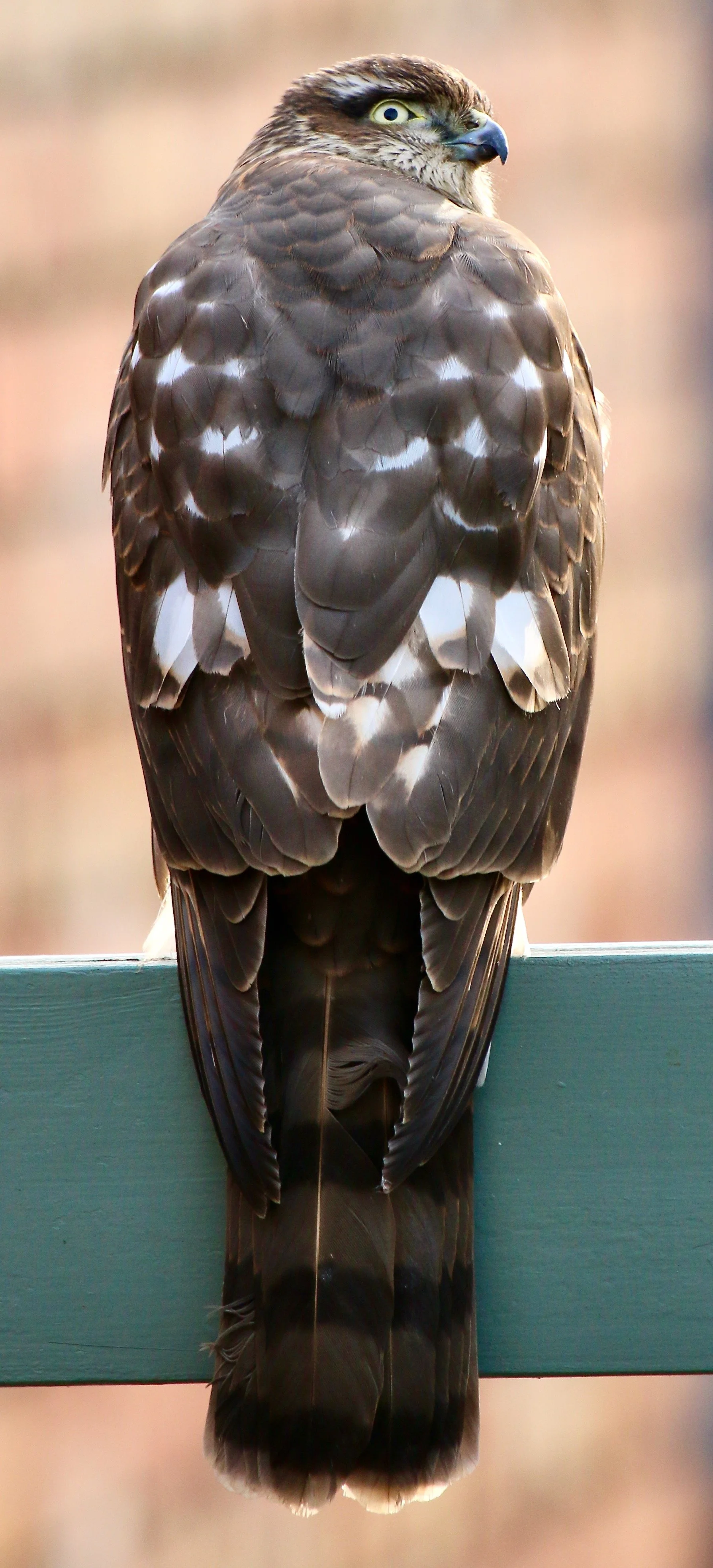 Sparrow hawk (juv), NW England