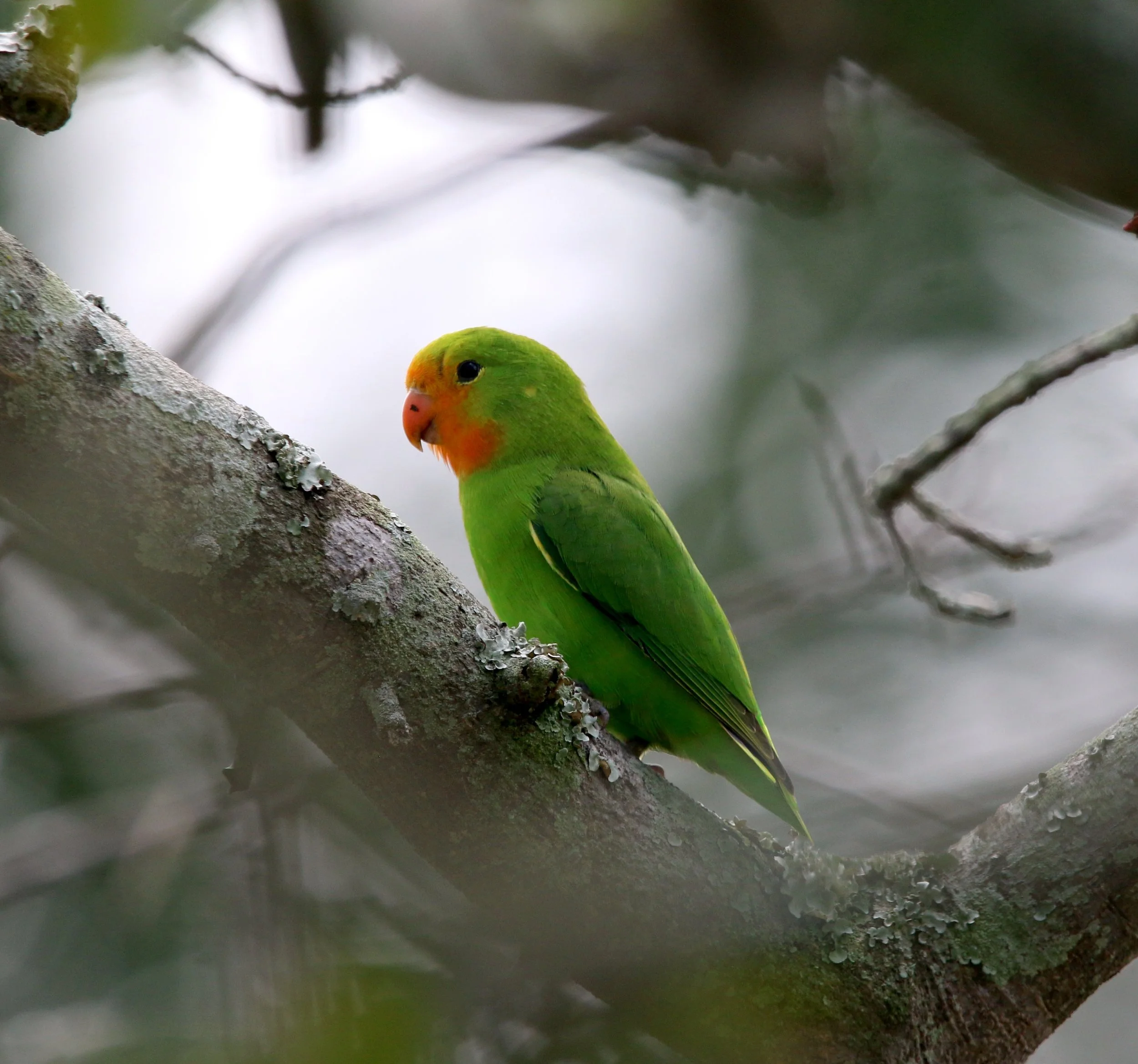 Red-headed lovebird, Uganda