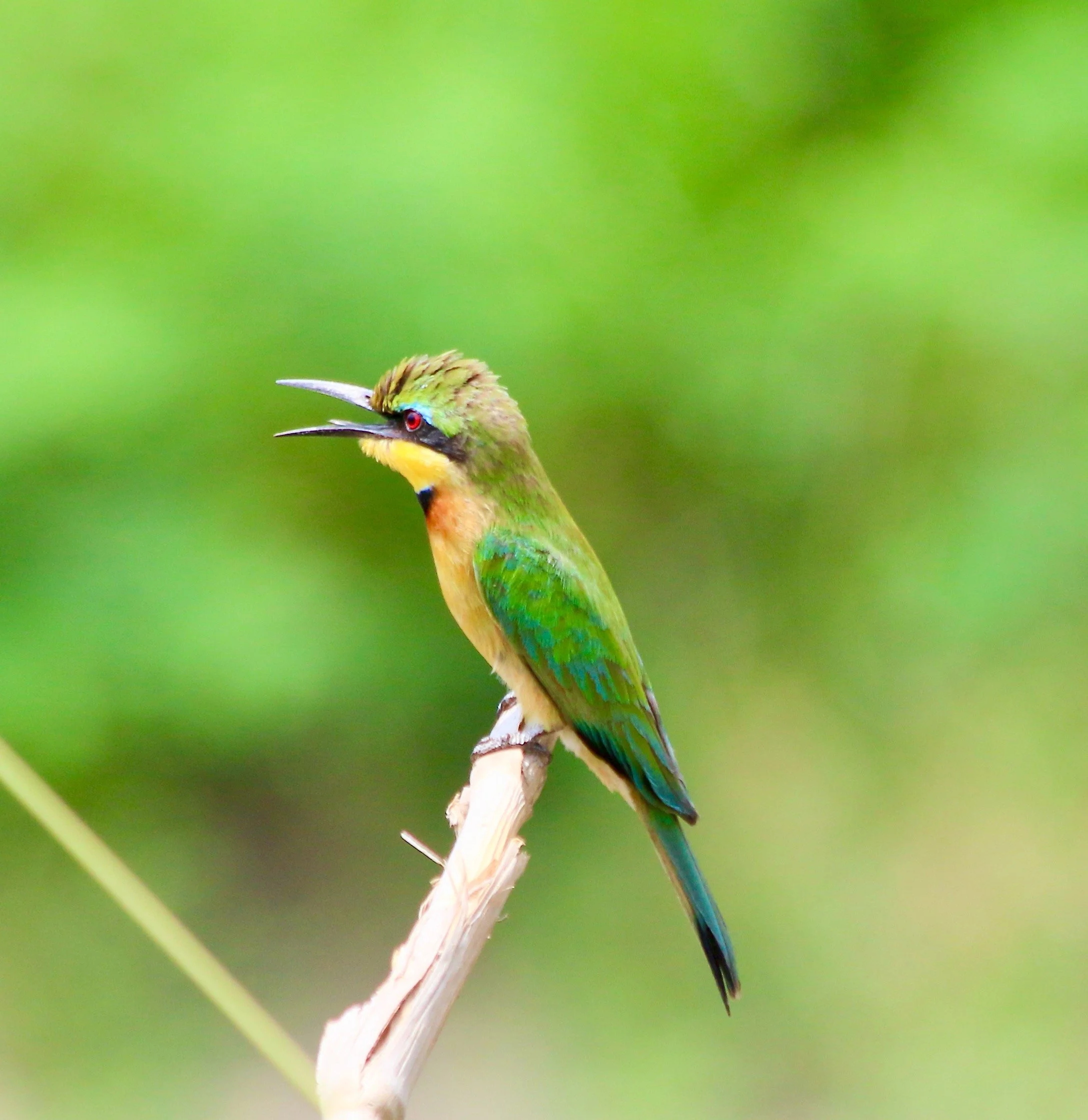 Blue-breasted bee-eater, Uganda