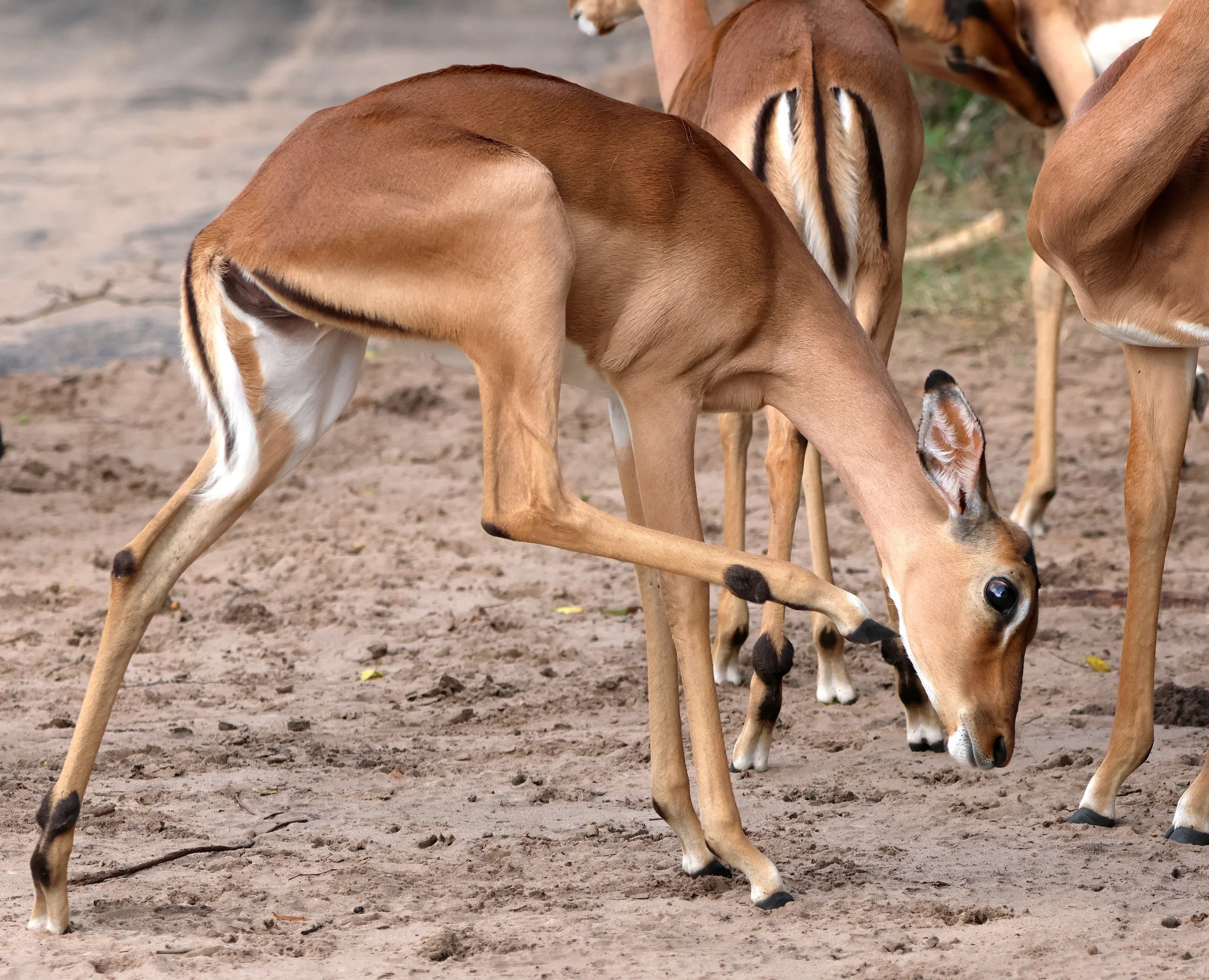 Impala 2.JPG