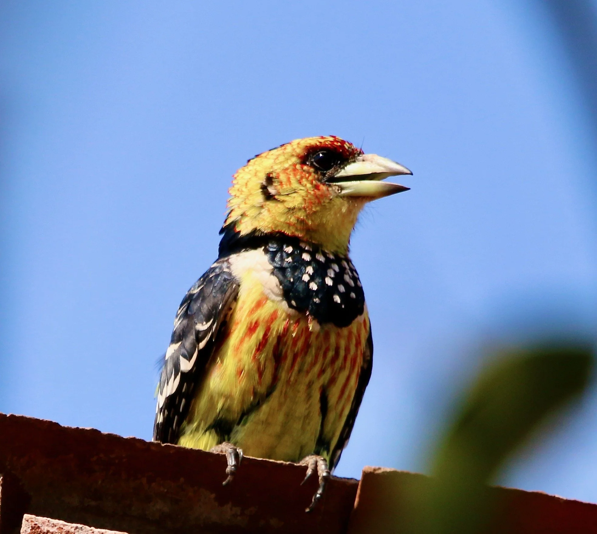Crested barbet, South Africa