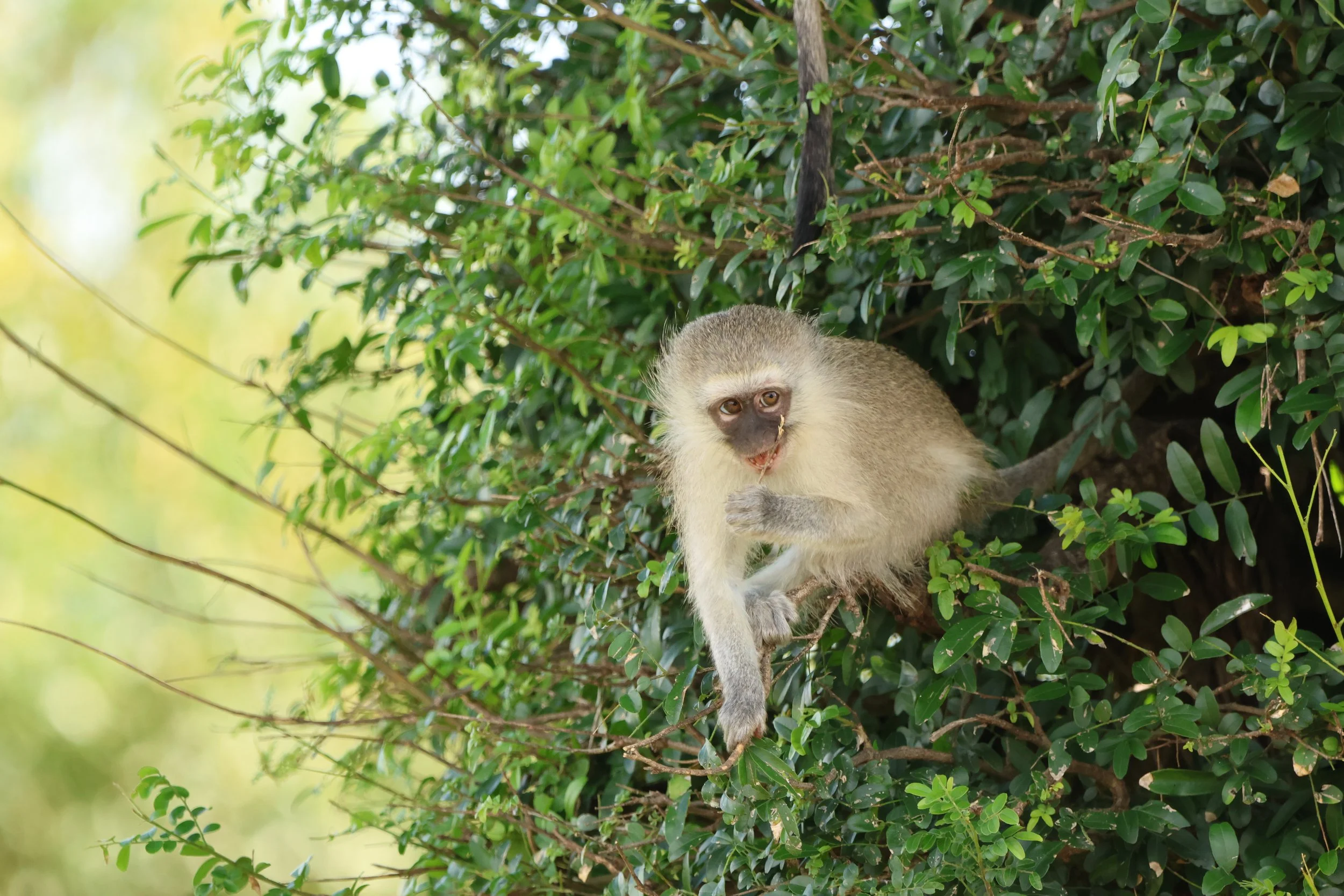 Vervet monkey 2.JPG