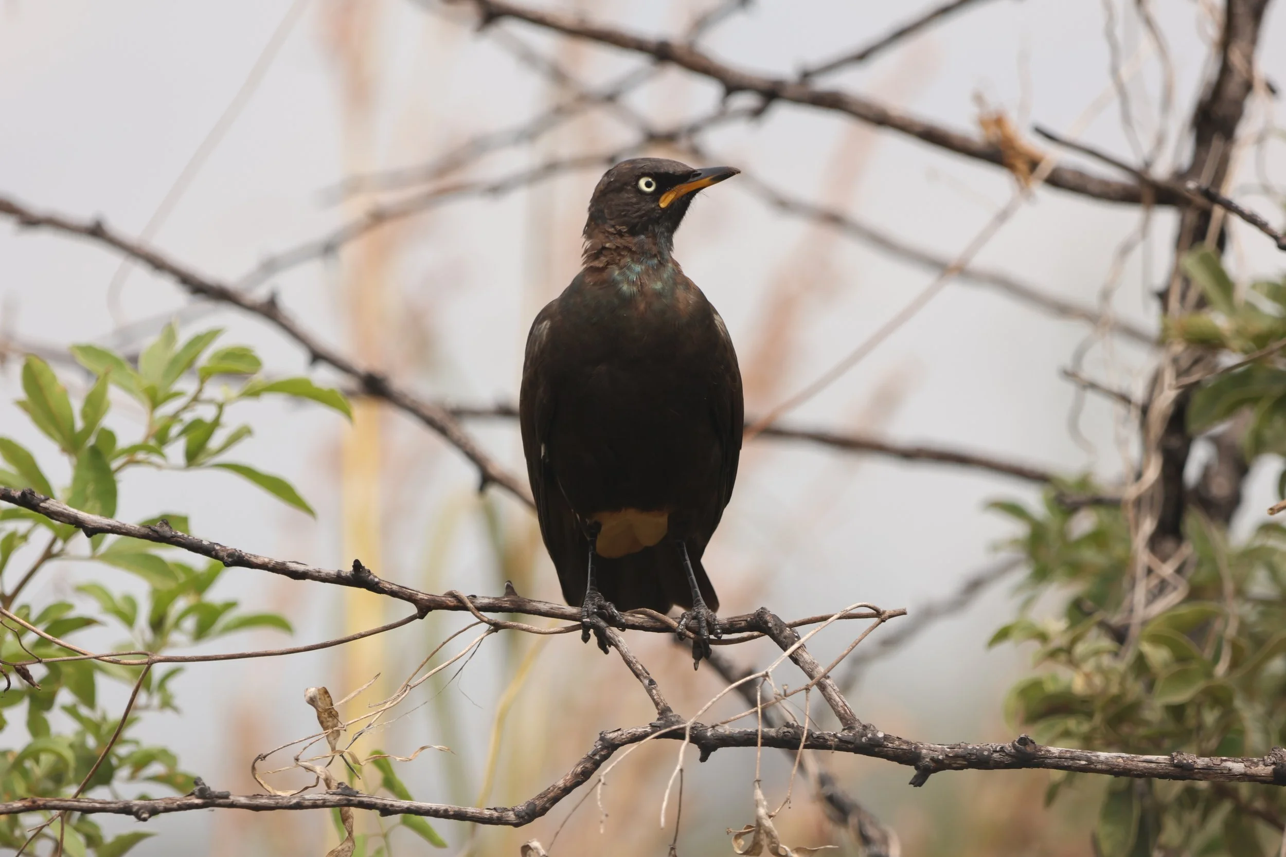 Starling African pied RV 1.JPG