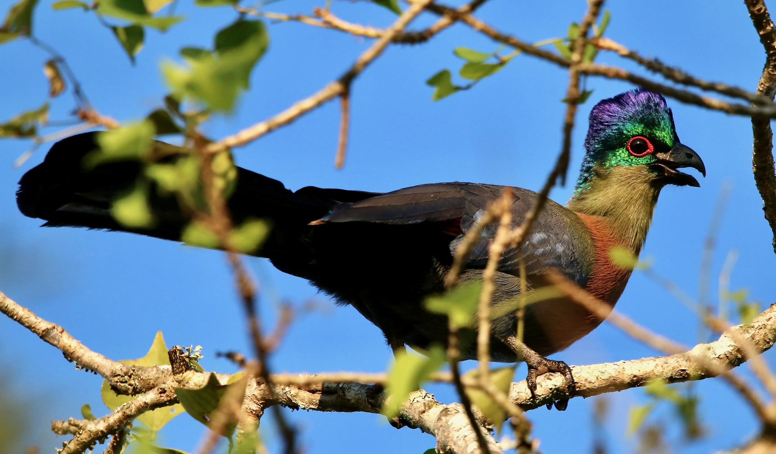 Purple-crested turaco (loerie), South Africa