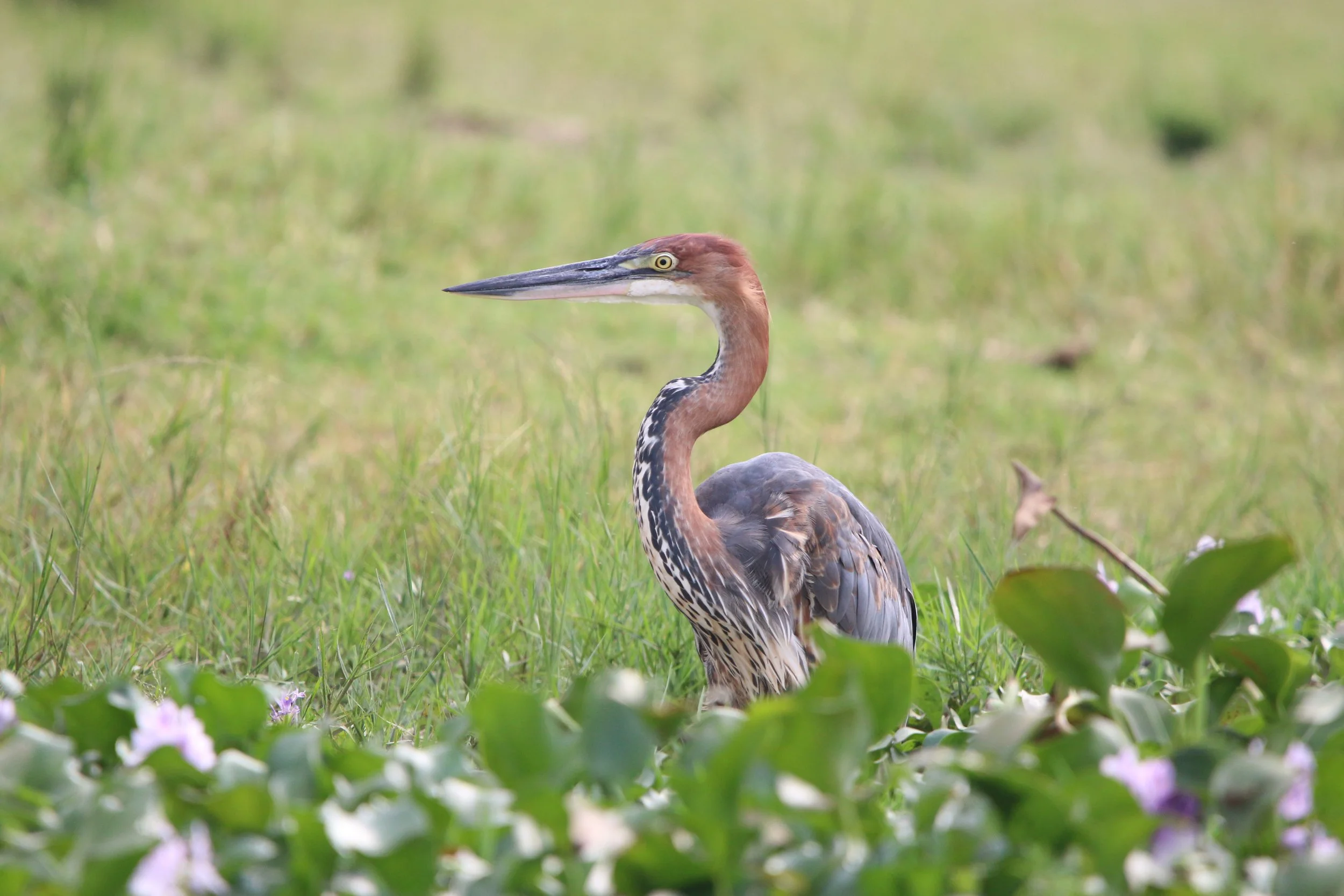 Goliath heron, Uganda