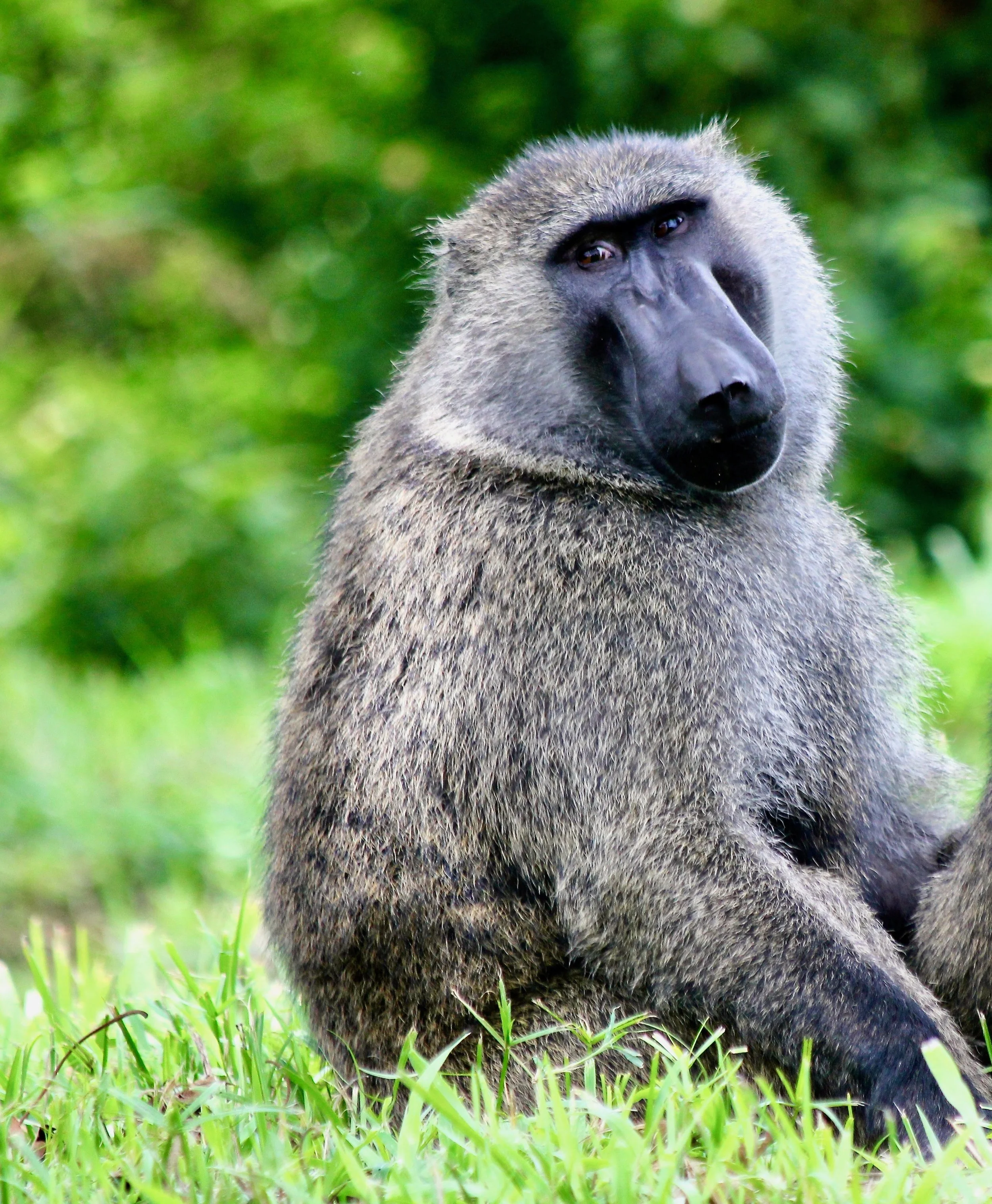 Baboon