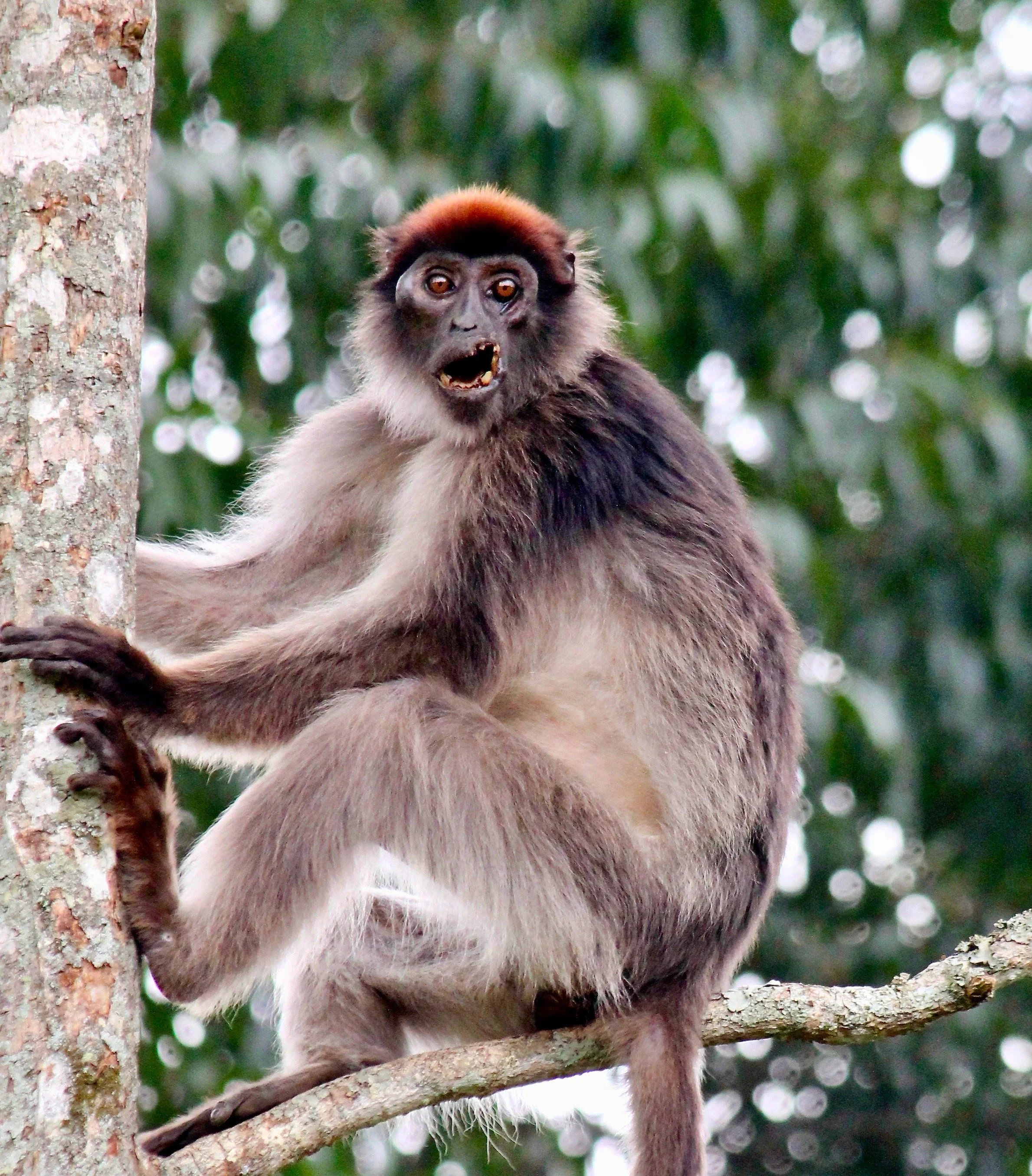 Ugandan red colobus