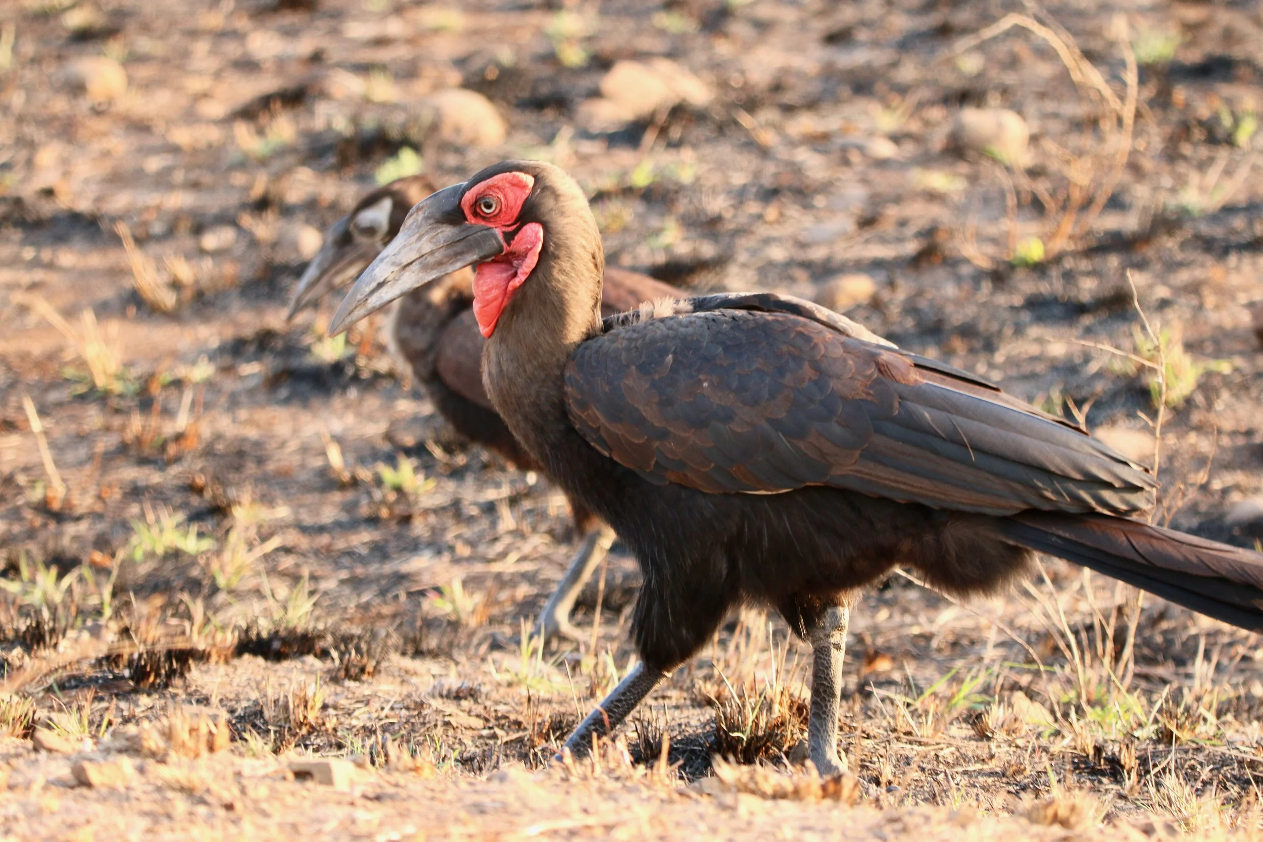Southern ground hornbill, South Africa