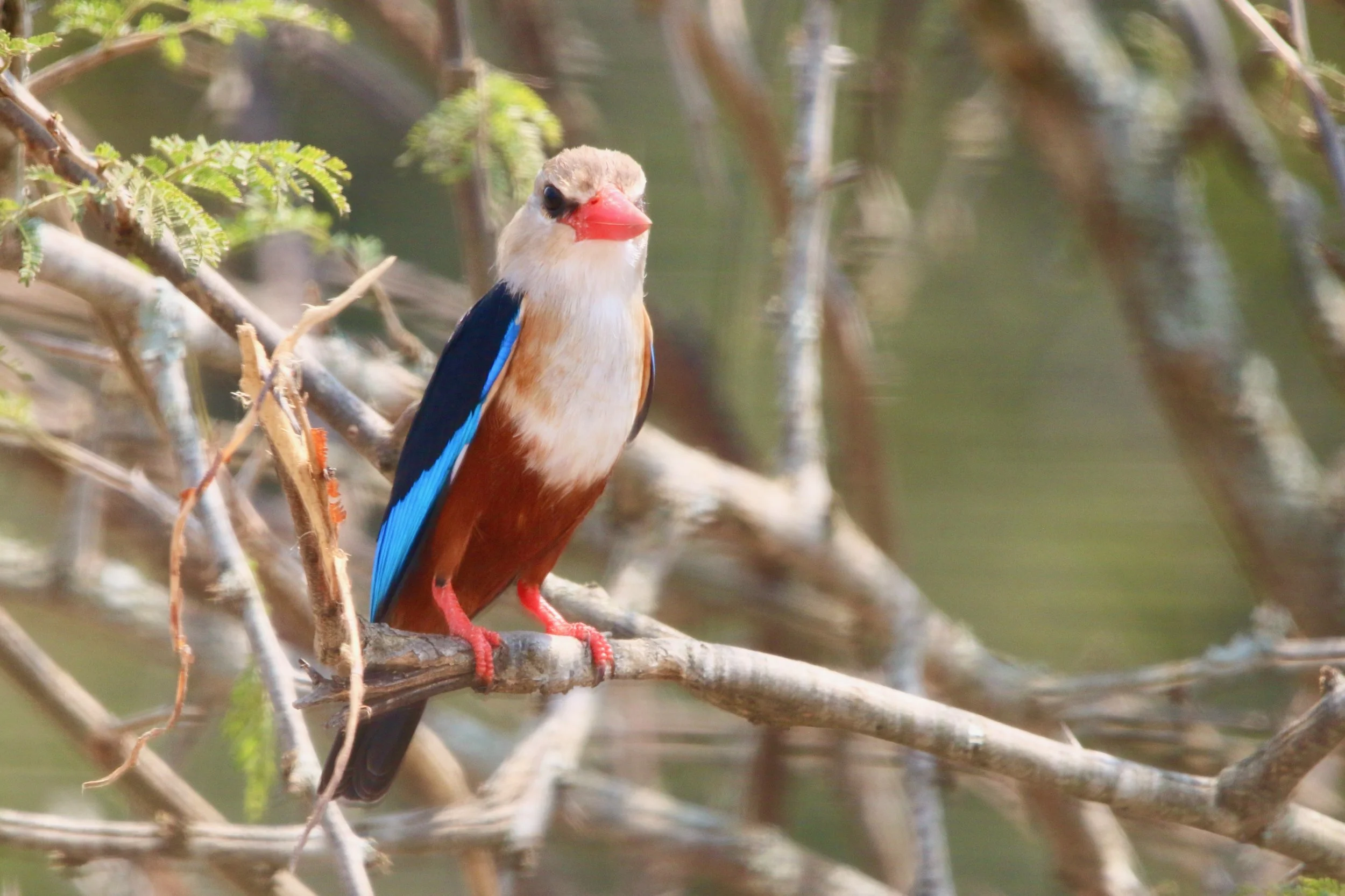 Grey-headed kingfisher, Uganda