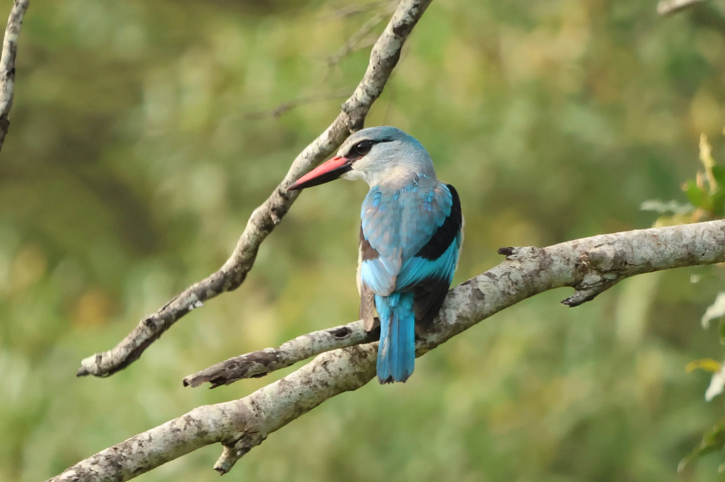 Kingfisher woodland 1.JPG