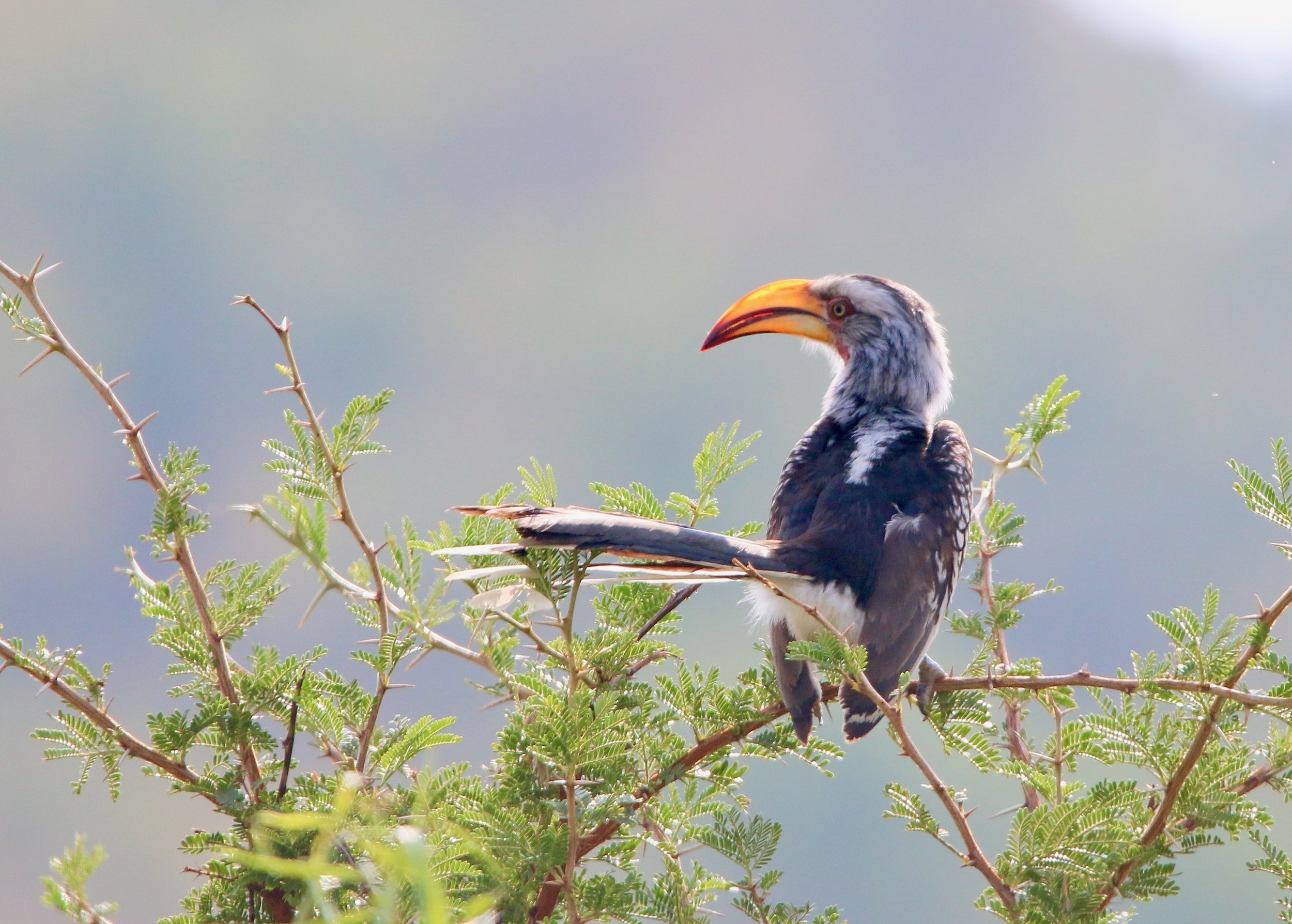 Southern yellow-billed hornbill