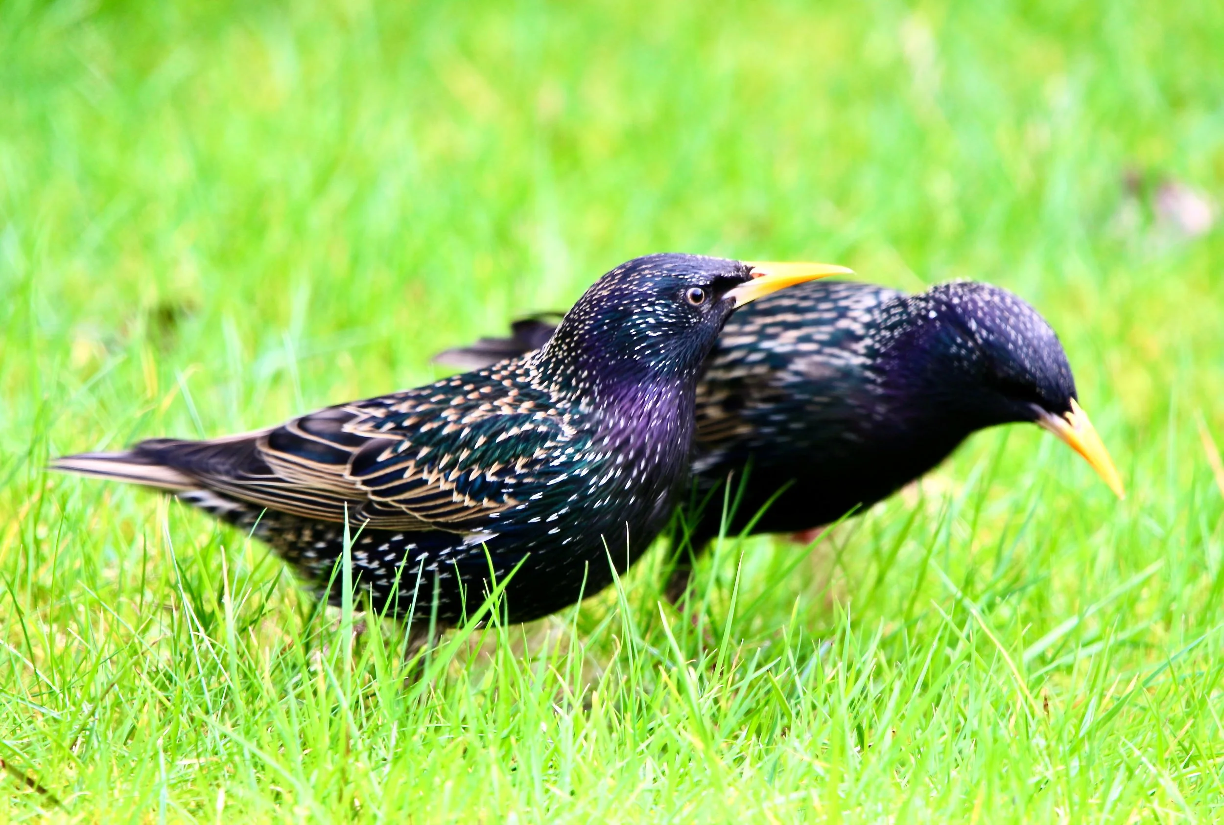 Starling (UK) 2