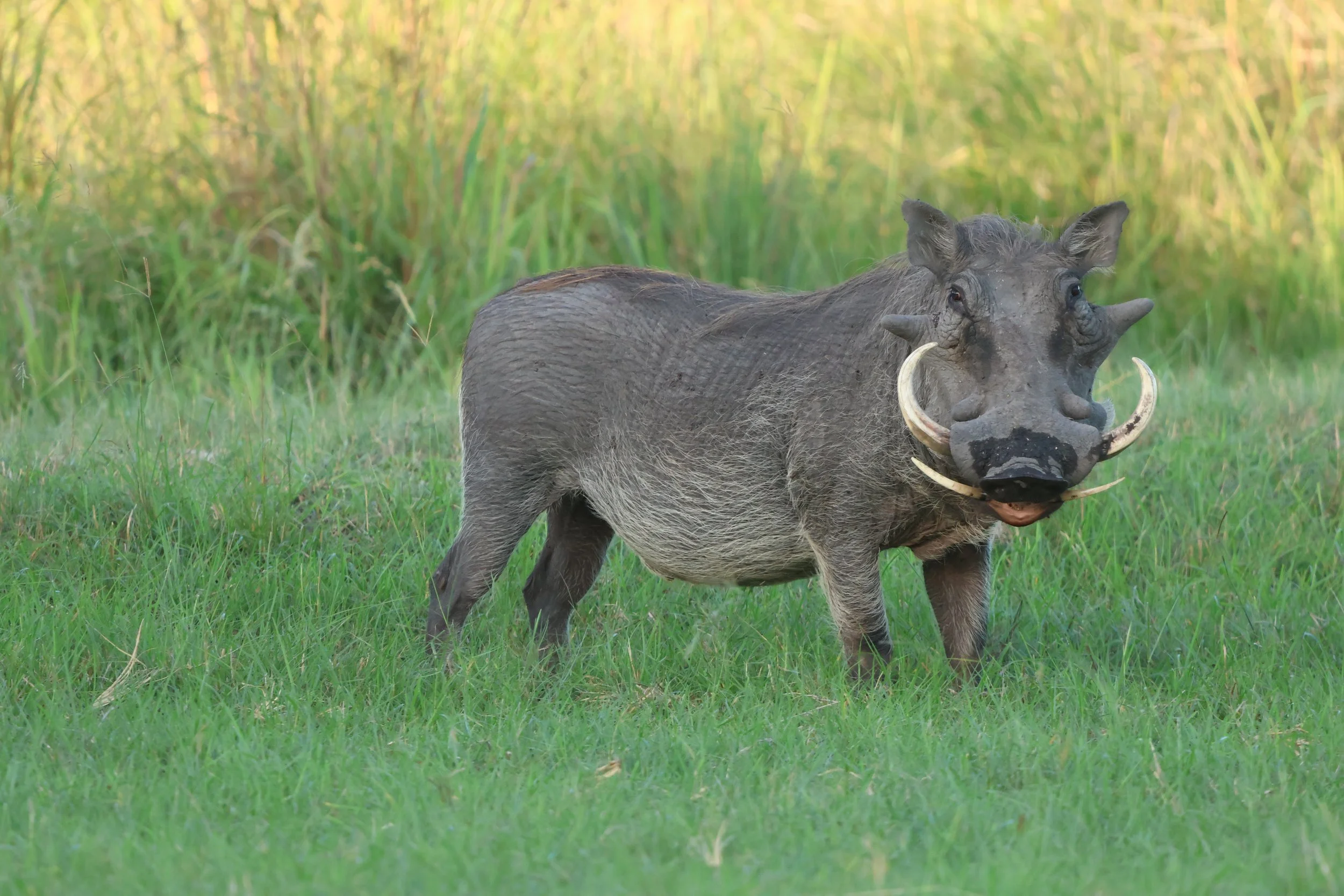 Warthog 1.JPG