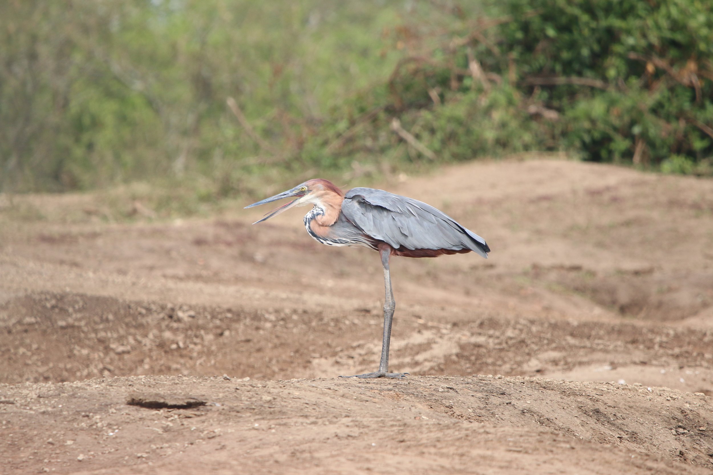Goliath heron, Uganda