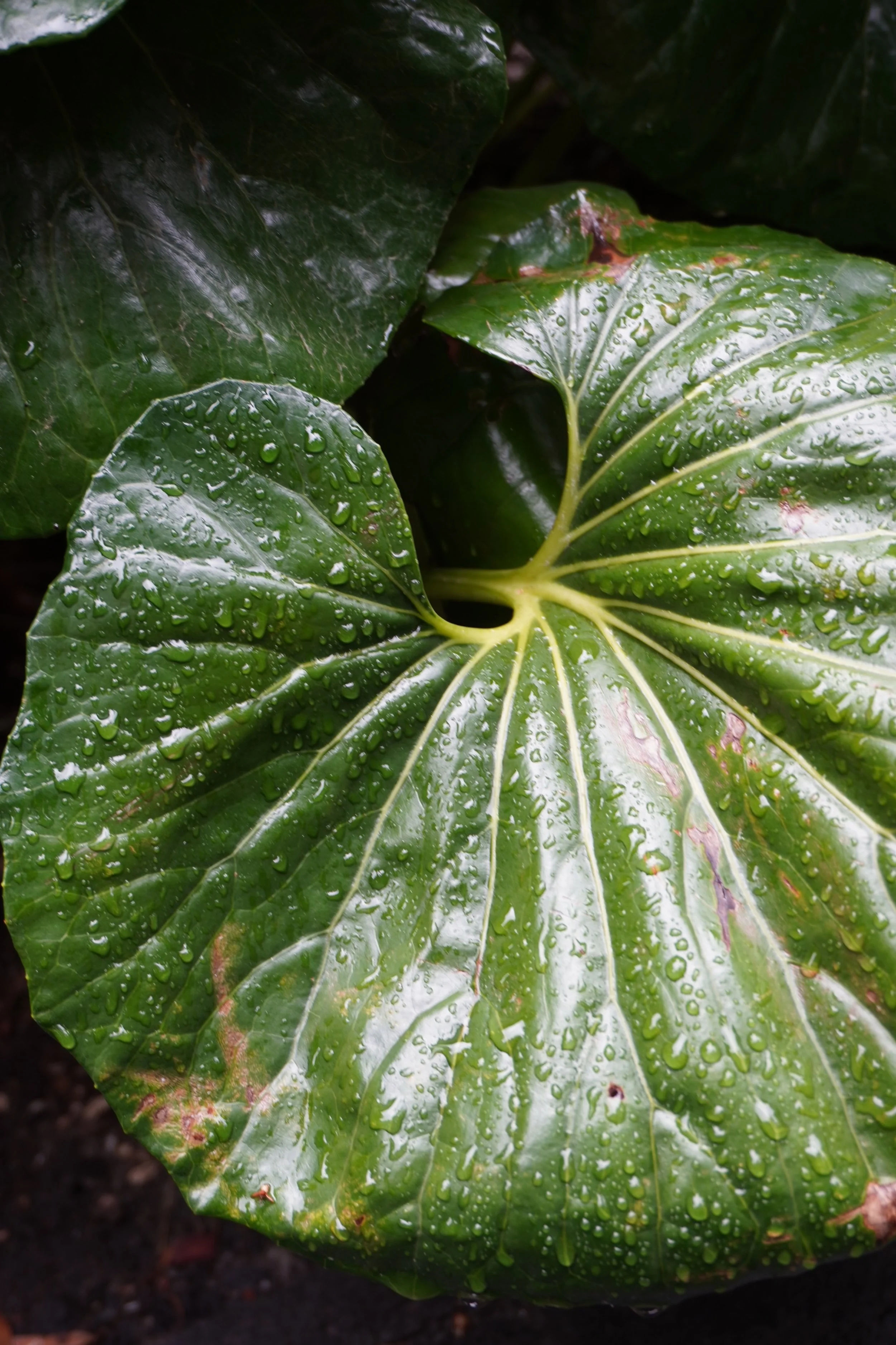 L&amp;L Archives: Sydney, Day 3