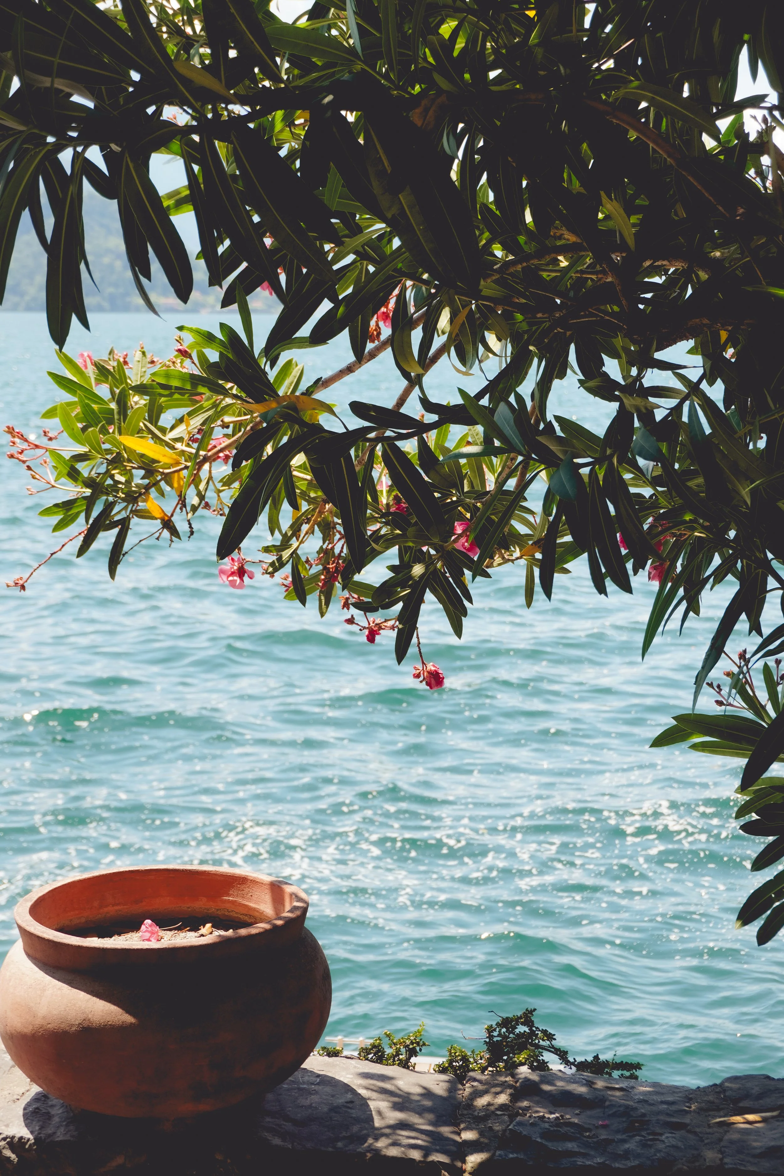 A terracotta bowl sitting on a stone ledge by the water, with pink flowers on a leafy tree.branch overhead and a body of water in the background.