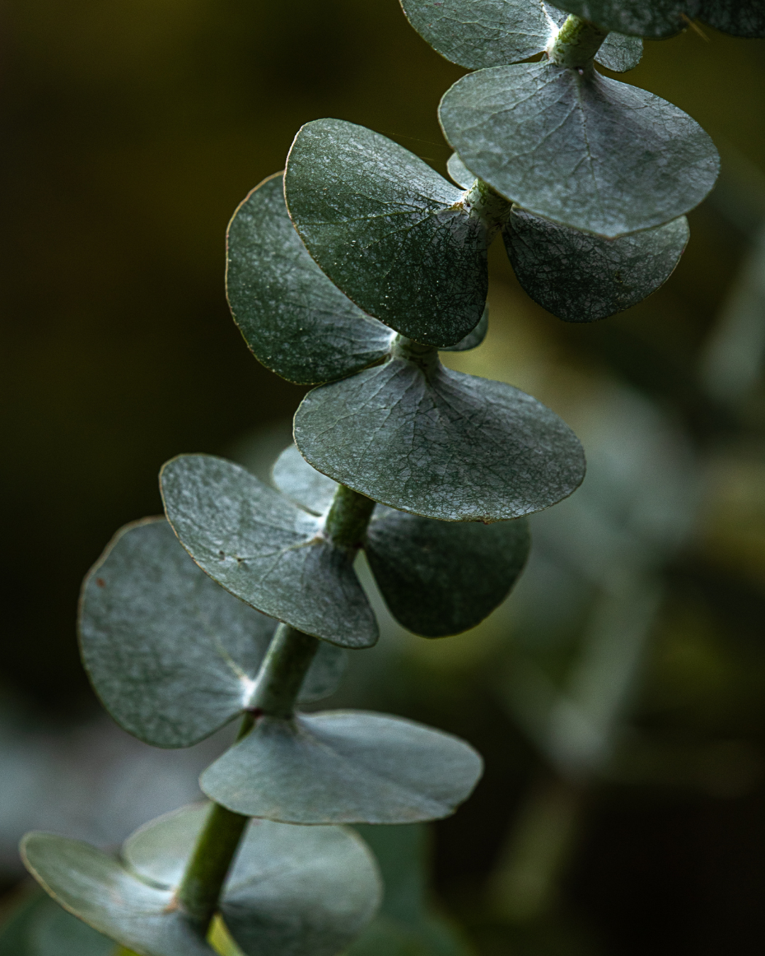 3 ways: eucalyptus essential oil