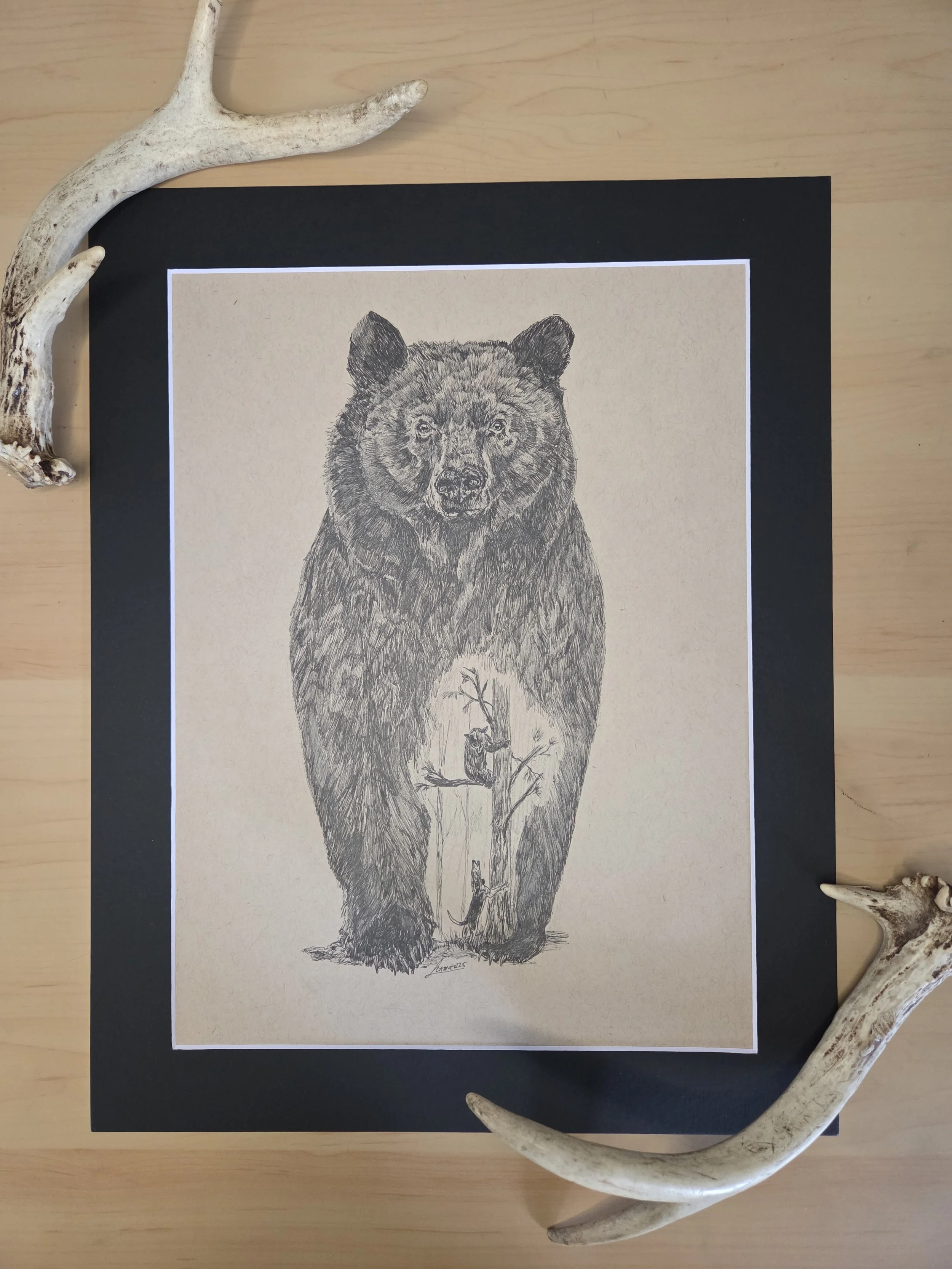 "Dead On" Original Black Bear Drawing