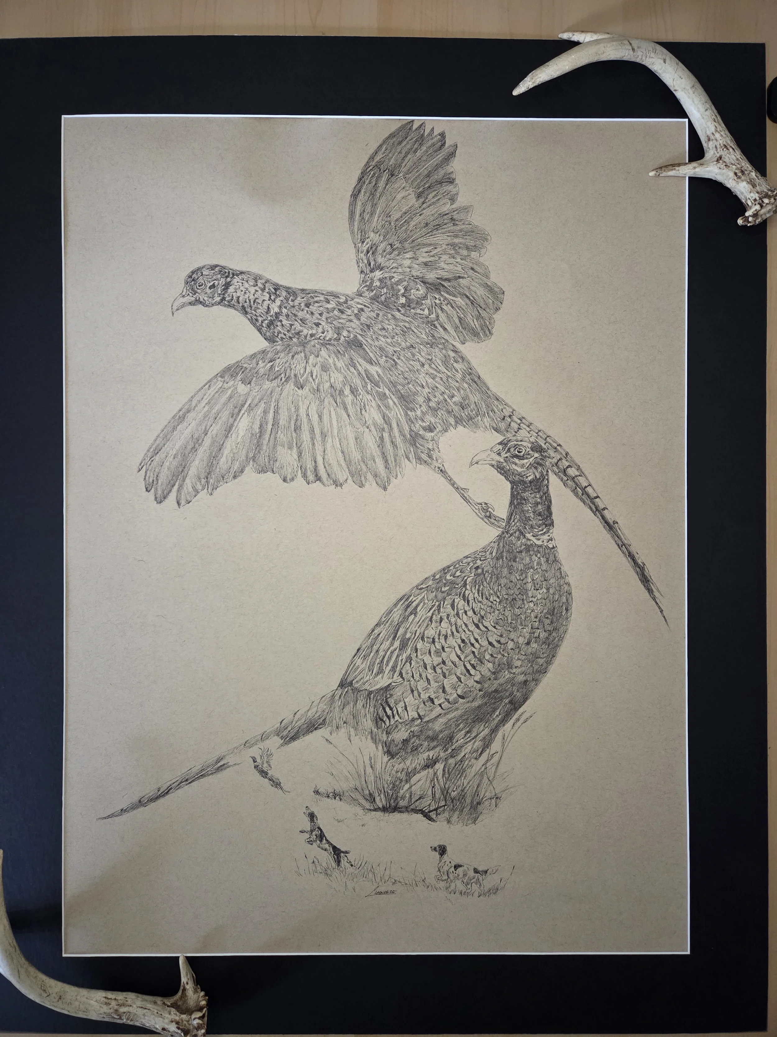 "Royal Flush" Ring-Necked Pheasant