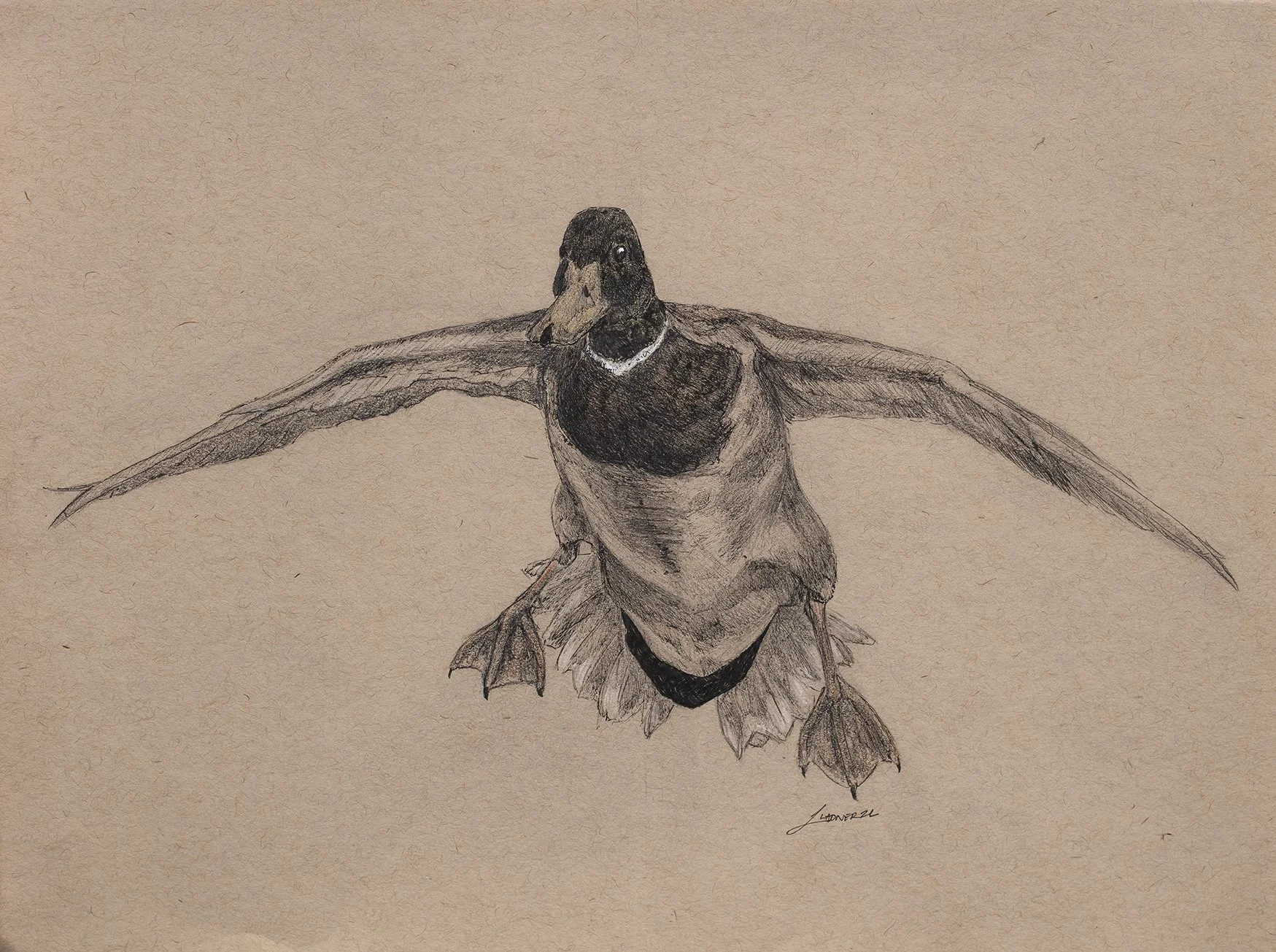 "Landing Gear" Mallard Drake Illustration