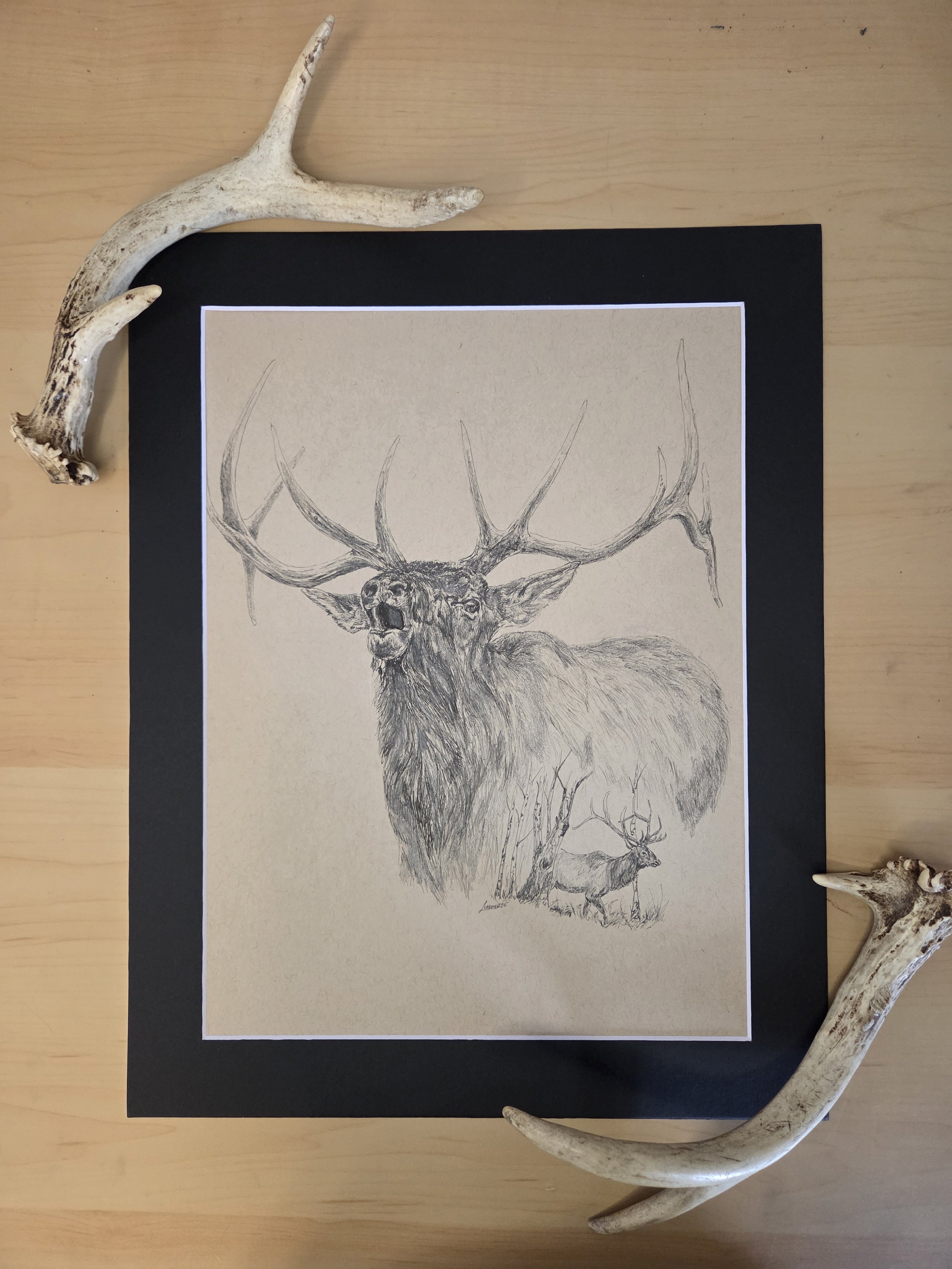 "Lone Bull" Original Elk Drawing
