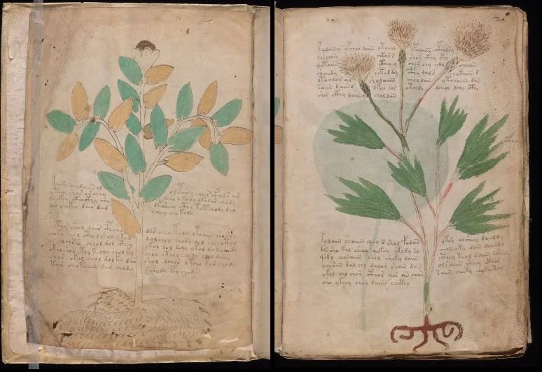 Historical botanical illustrations of two plants with handwritten notes, featuring a small tree on the left with green and brown leaves and a larger plant on the right with green leaves and root details.