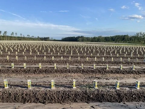 An orchard with rows of newly planted blueberry plants, marked with yellow and black protective barriers, under a blue sky with scattered clouds.