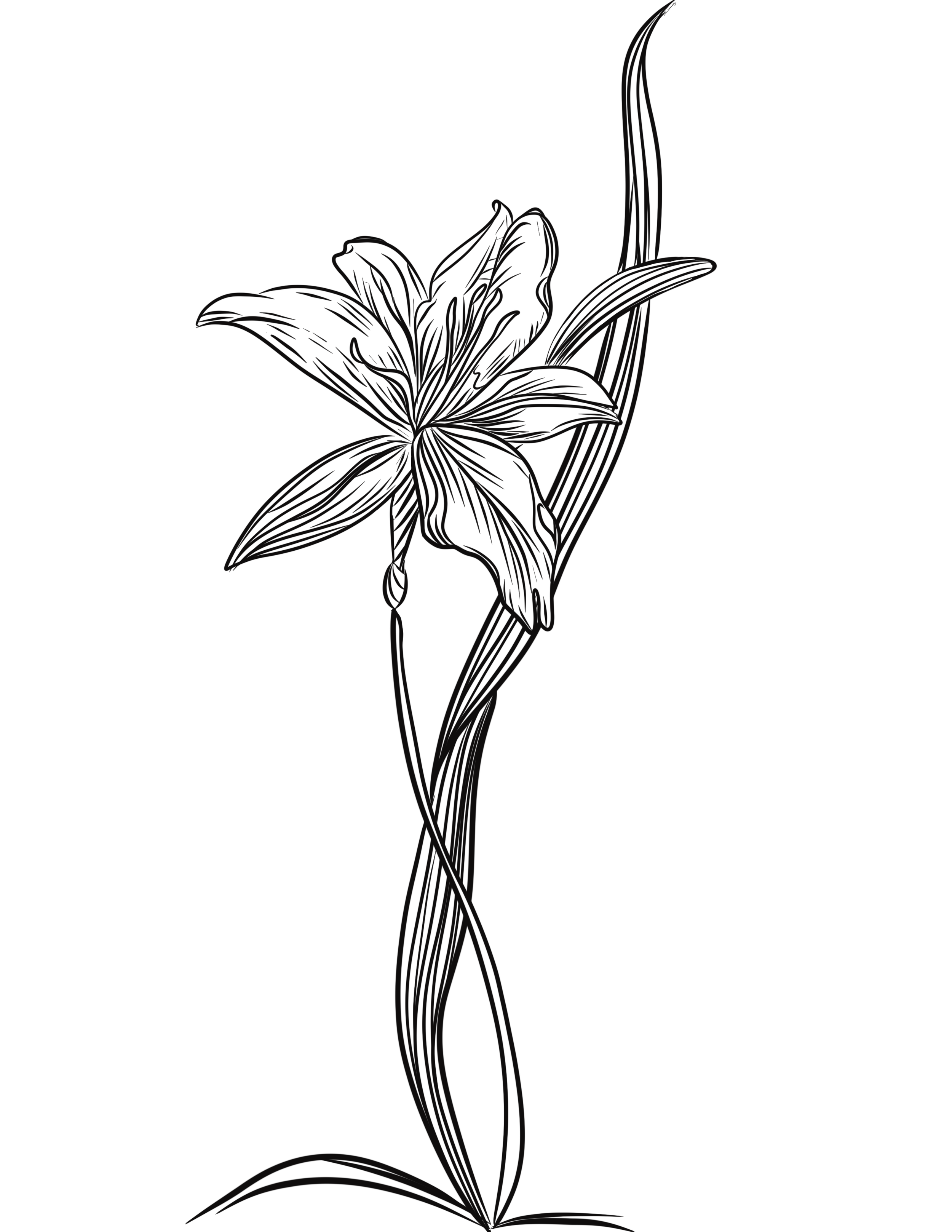 Flower drawing to color.