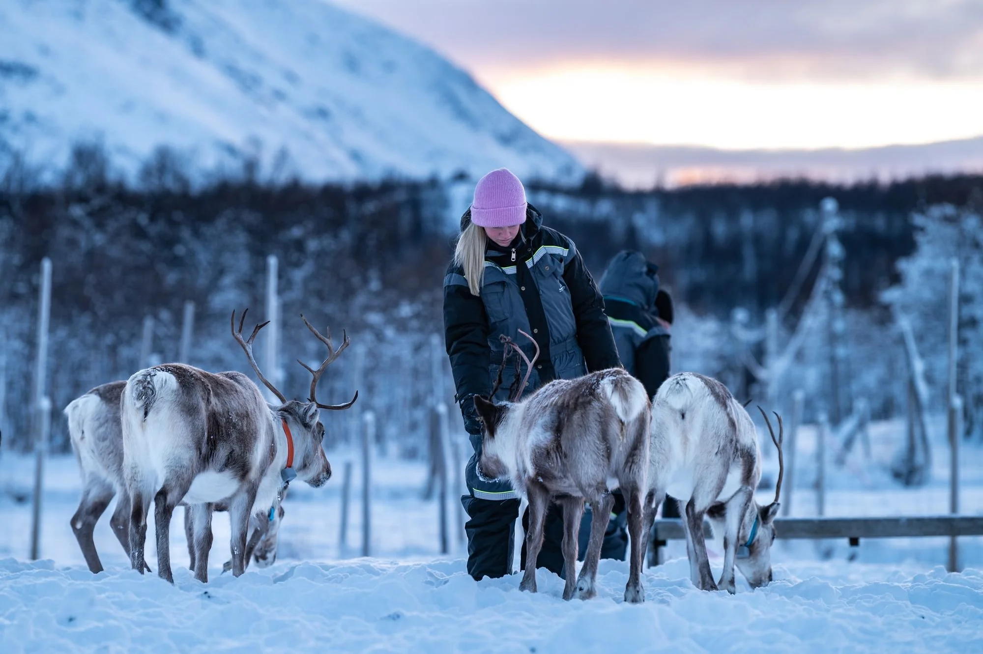 6a1ec4d4043c9449fee63918_Reindeer Tours_Copyright Franck Gazzola_8-p-2000.jpg