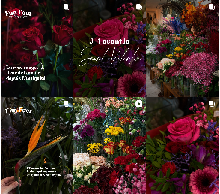 Une collection de différentes bouquets de fleurs colorées et de plantes, avec des fleurs telles que roses rouges, fleurs violettes, et autres fleurs variées en intérieur et en extérieur.