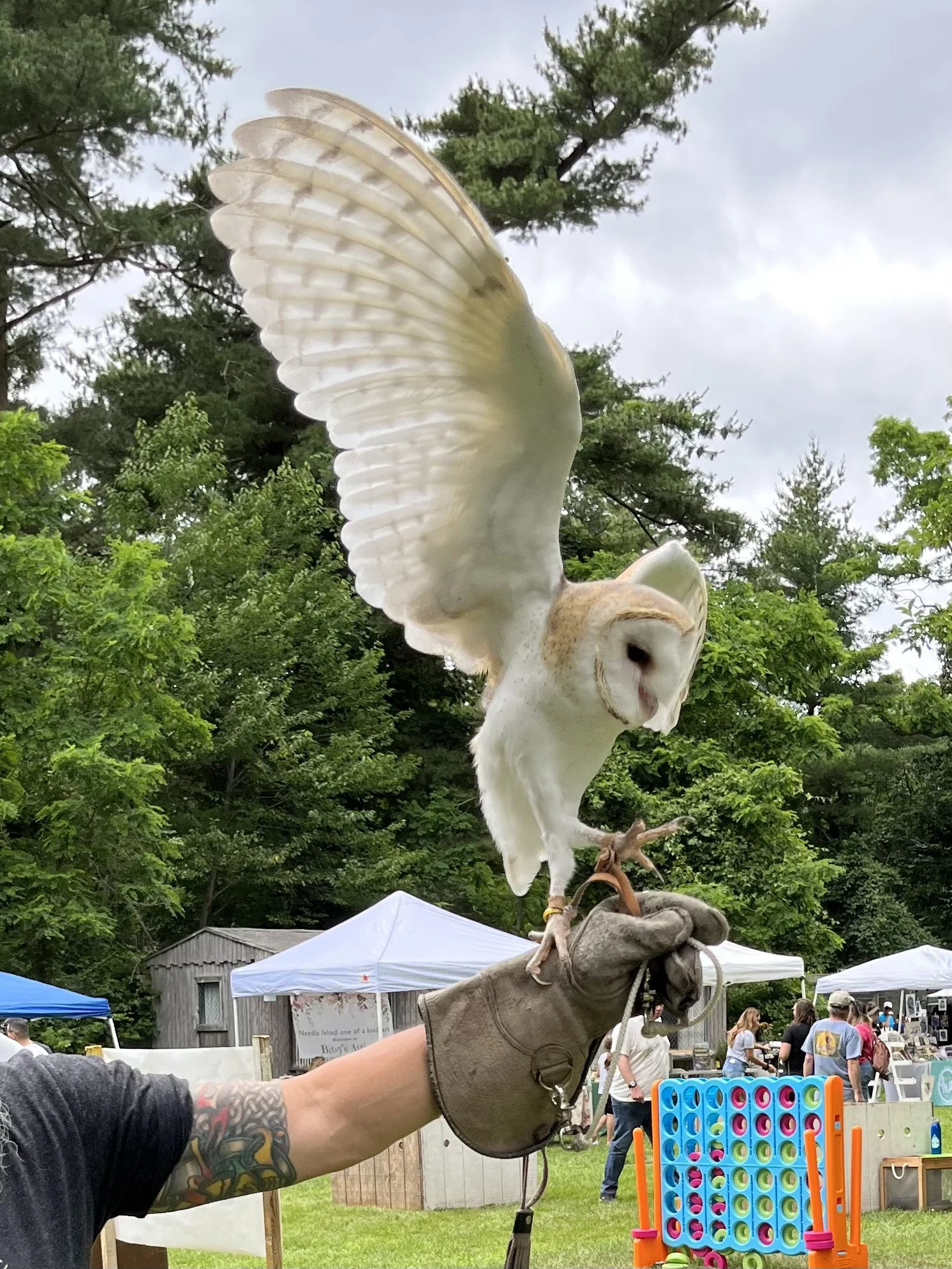 Nebula the owl.jpg
